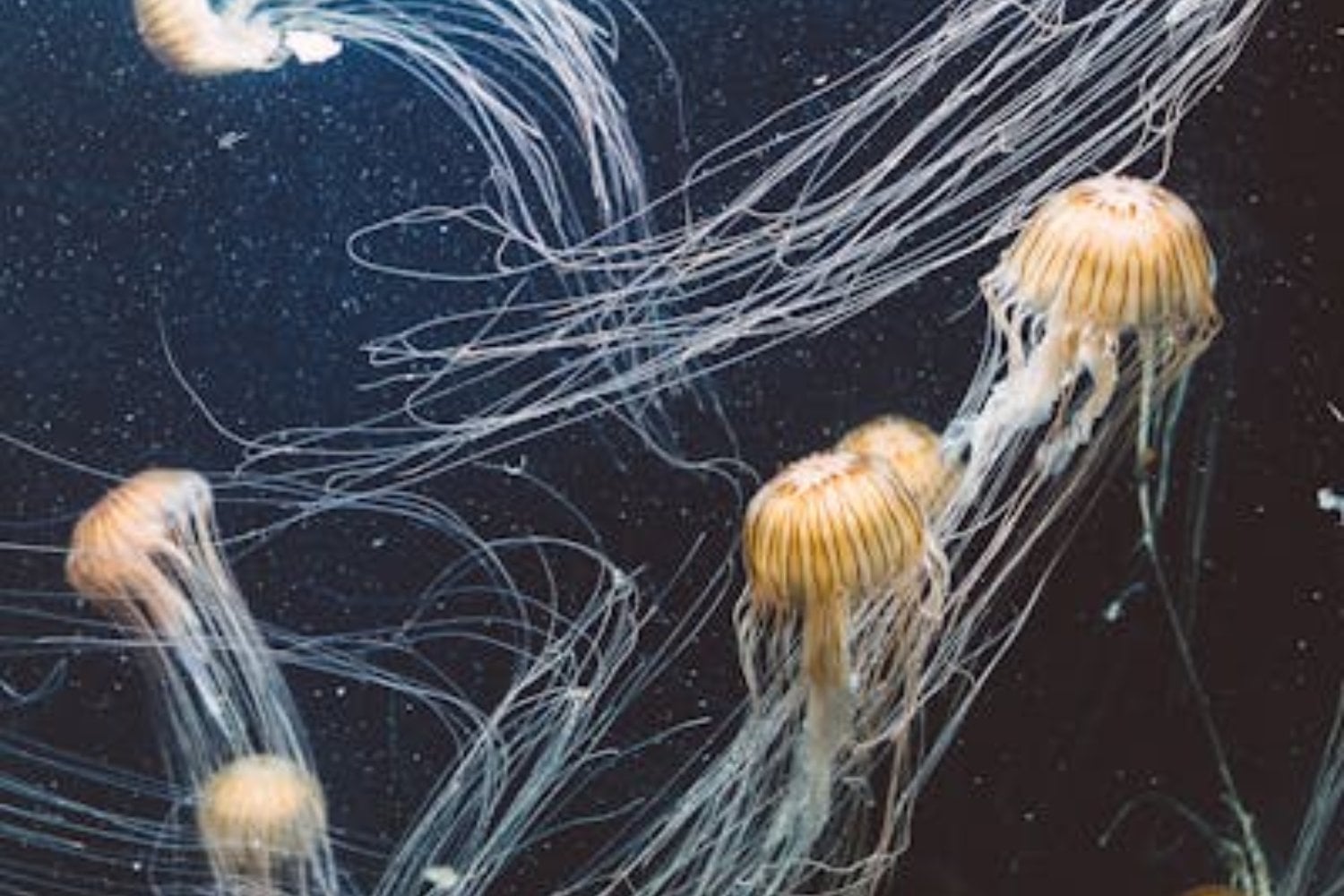 Medusa peine: El enigmático animal más antiguo que puede fusionarse con otro