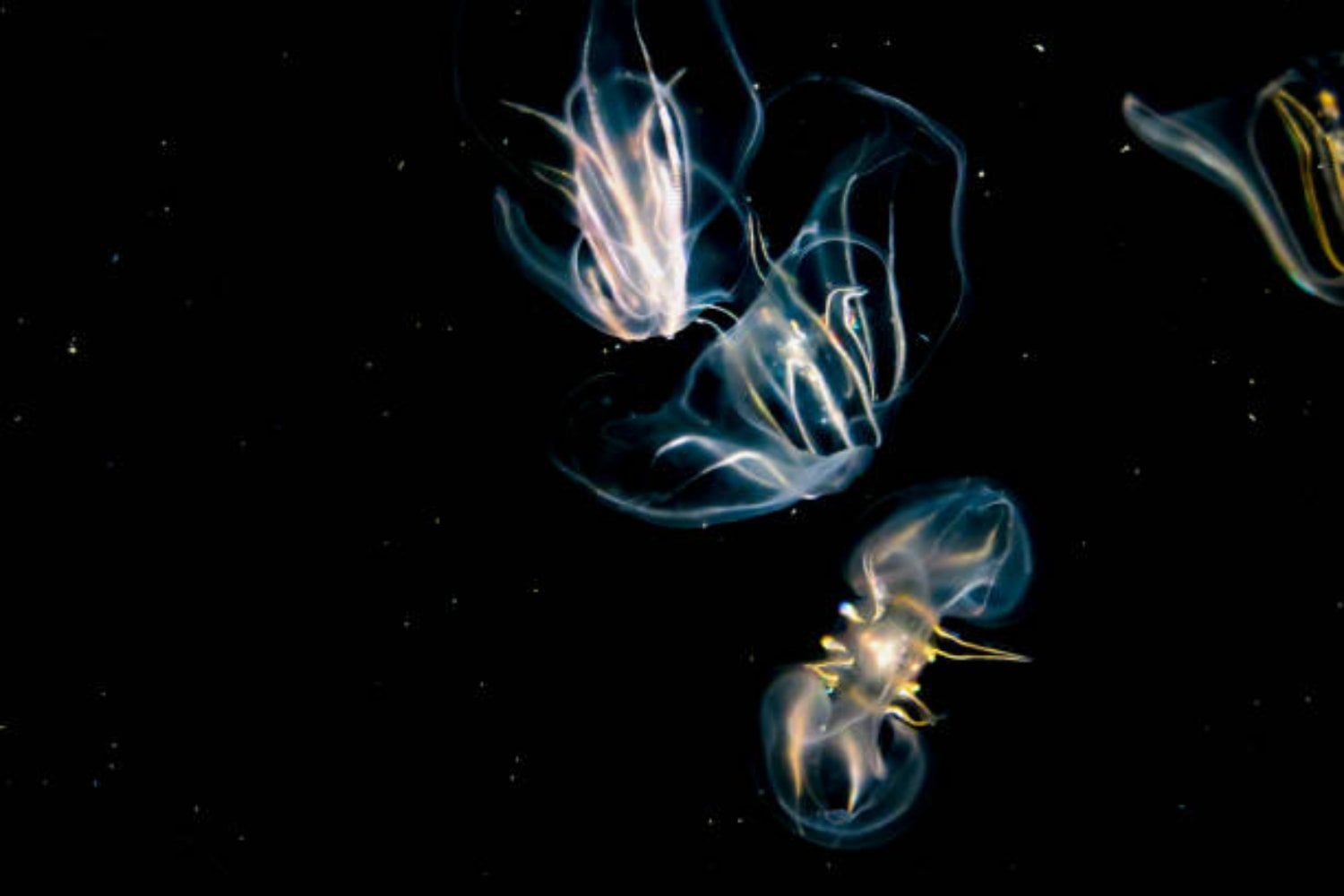 Medusa peine: El enigmático animal más antiguo que puede fusionarse con otro