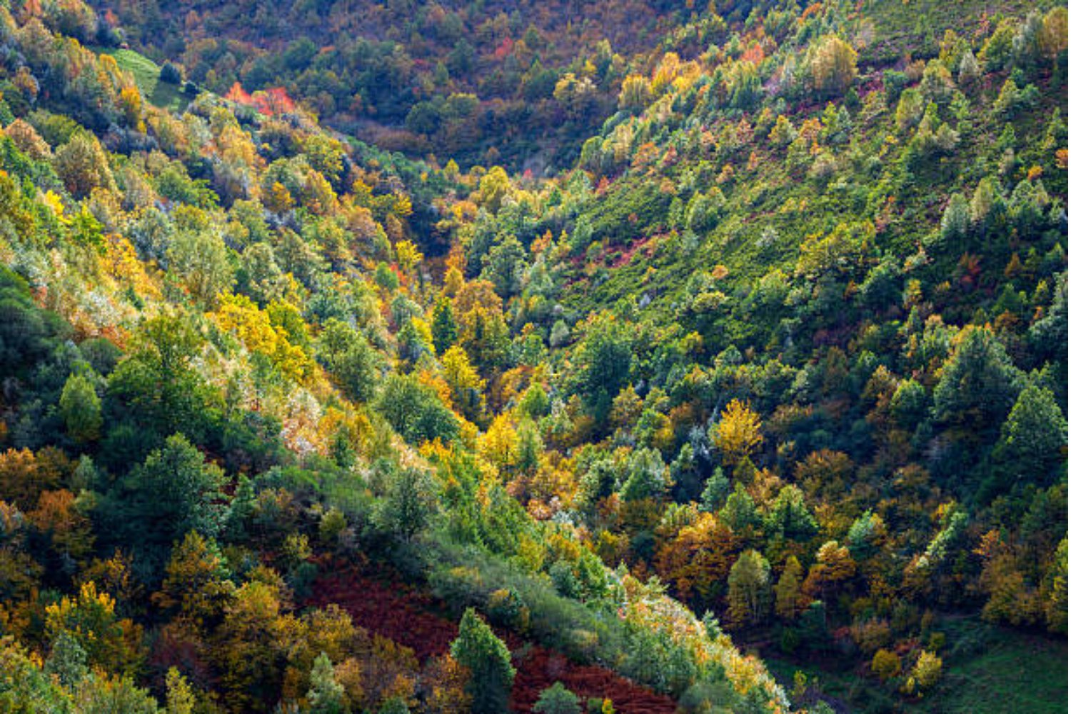 África desafía al desierto con una solución revolucionaria: la gran muralla verde