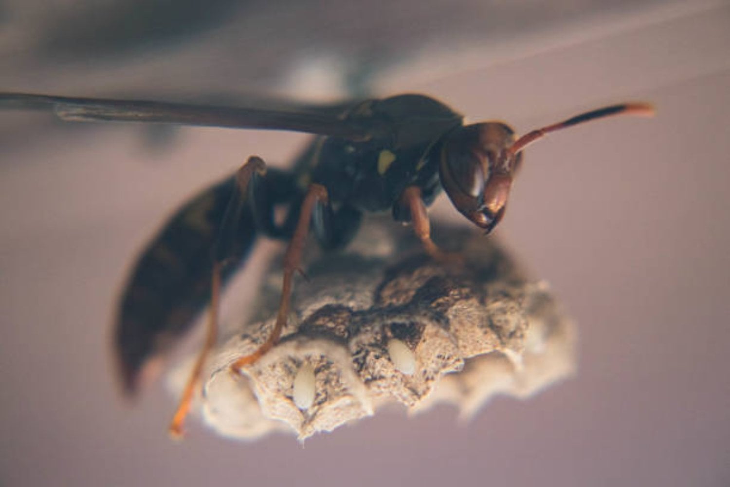 Un niño descubre un vínculo inesperado entre hormigas y avispas que sorprende a la ciencia