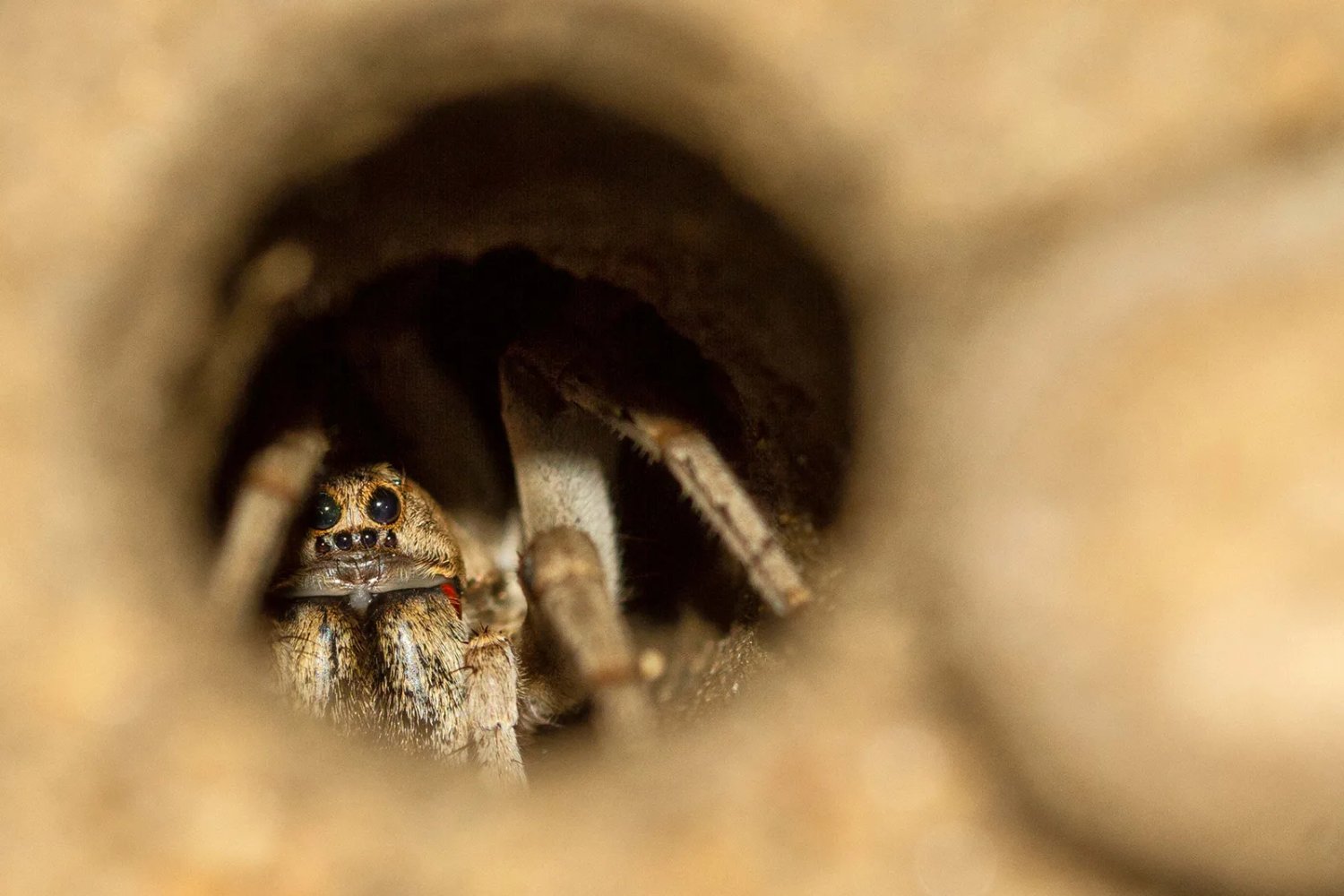Una araña del pasado que no querrás encontrar: descubren fósil de una de las más grandes de la historia