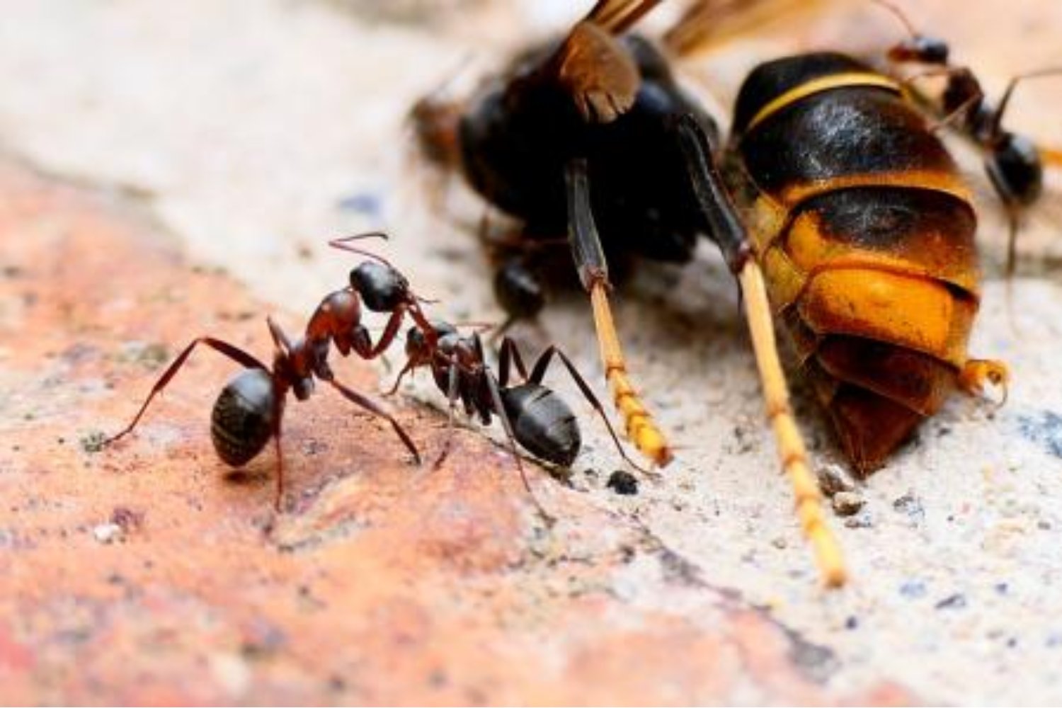 Un niño descubre un vínculo inesperado entre hormigas y avispas que sorprende a la ciencia