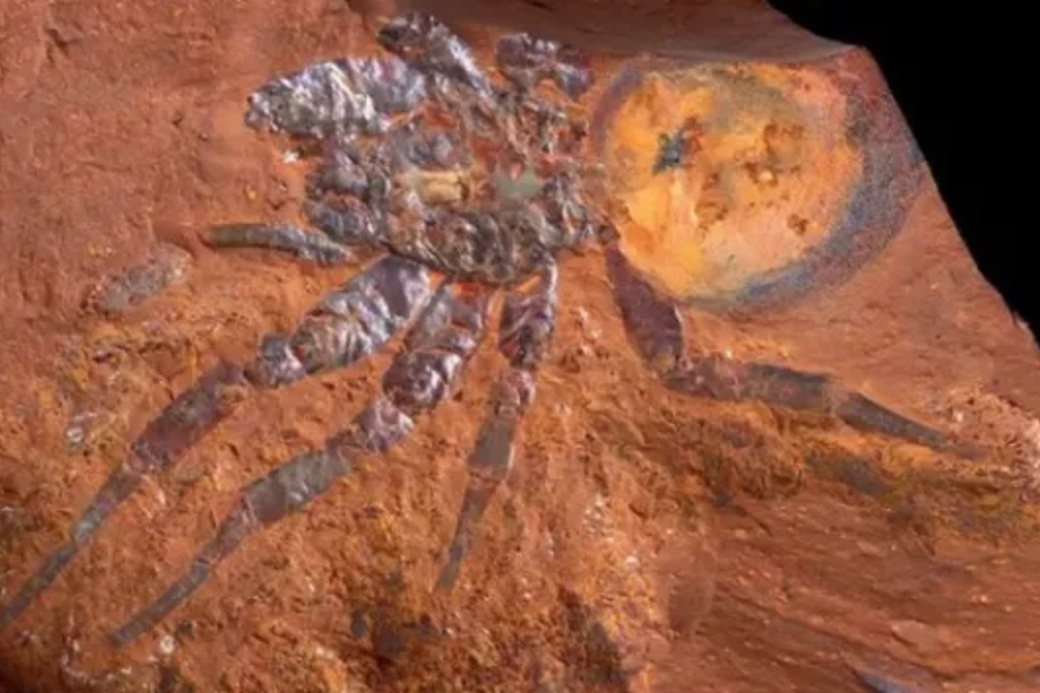 Una araña del pasado que no querrás encontrar: descubren fósil de una de las más grandes de la historia