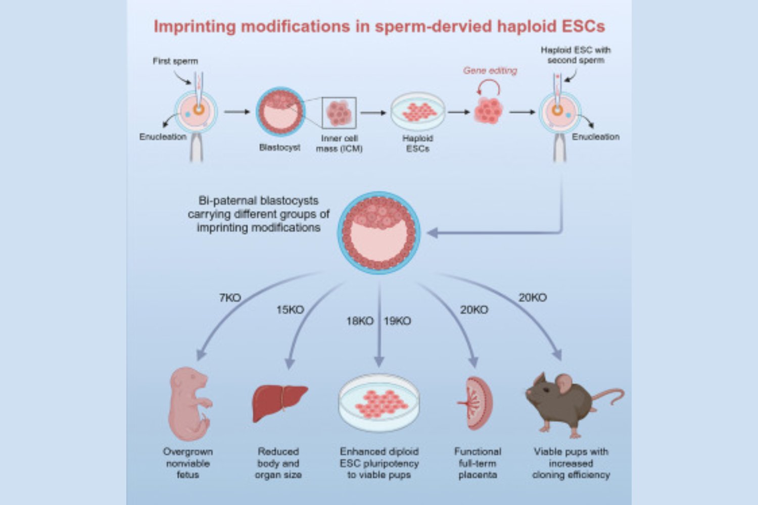 Crean un ratón con dos padres machos: un hito en la biotecnología y sus implicaciones