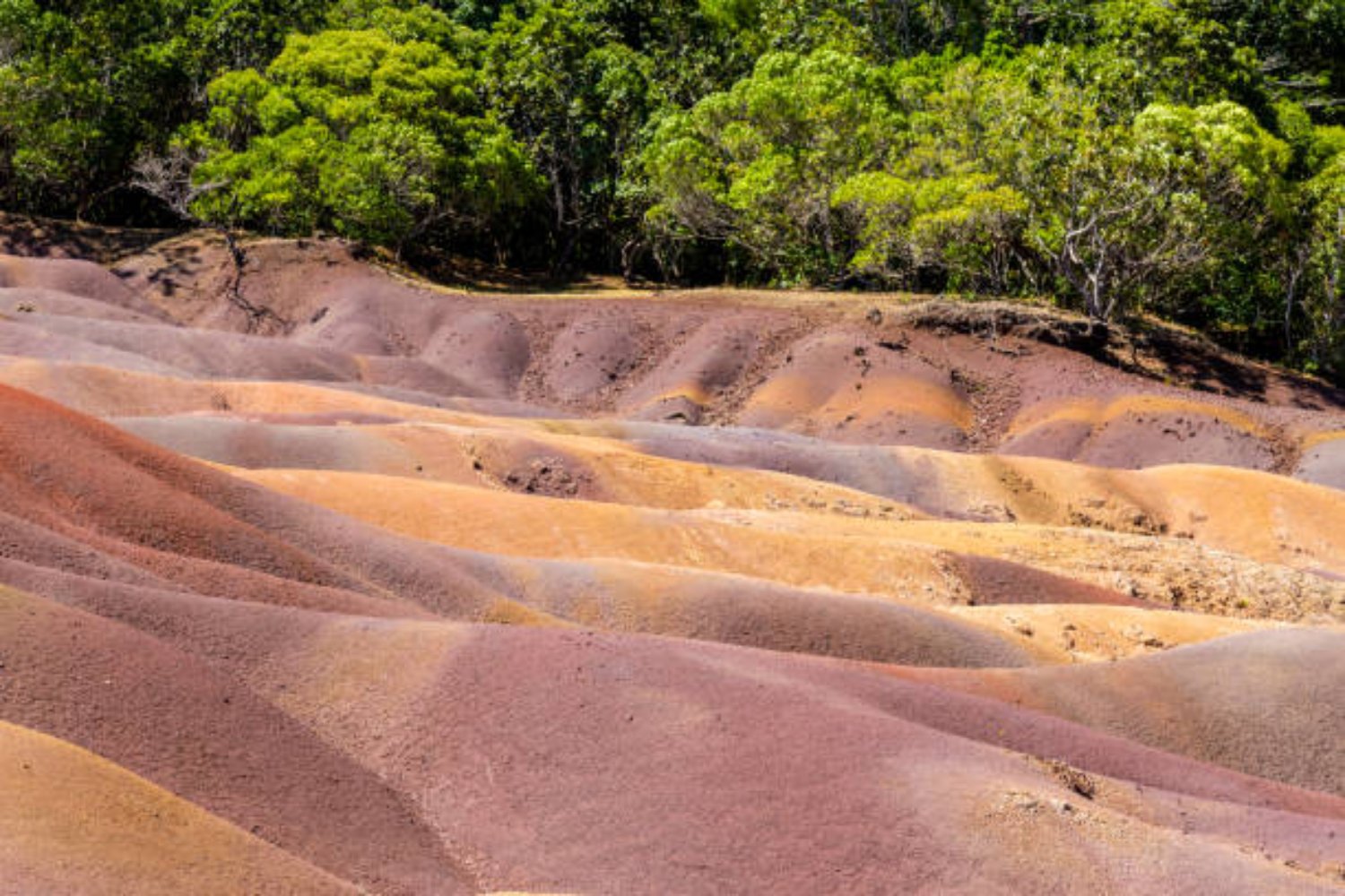 África desafía al desierto con una solución revolucionaria: la gran muralla verde
