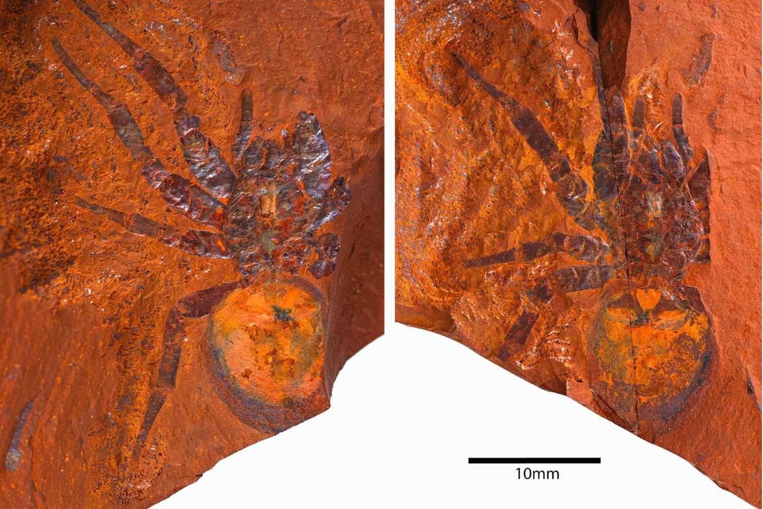 Una araña del pasado que no querrás encontrar: descubren fósil de una de las más grandes de la historia