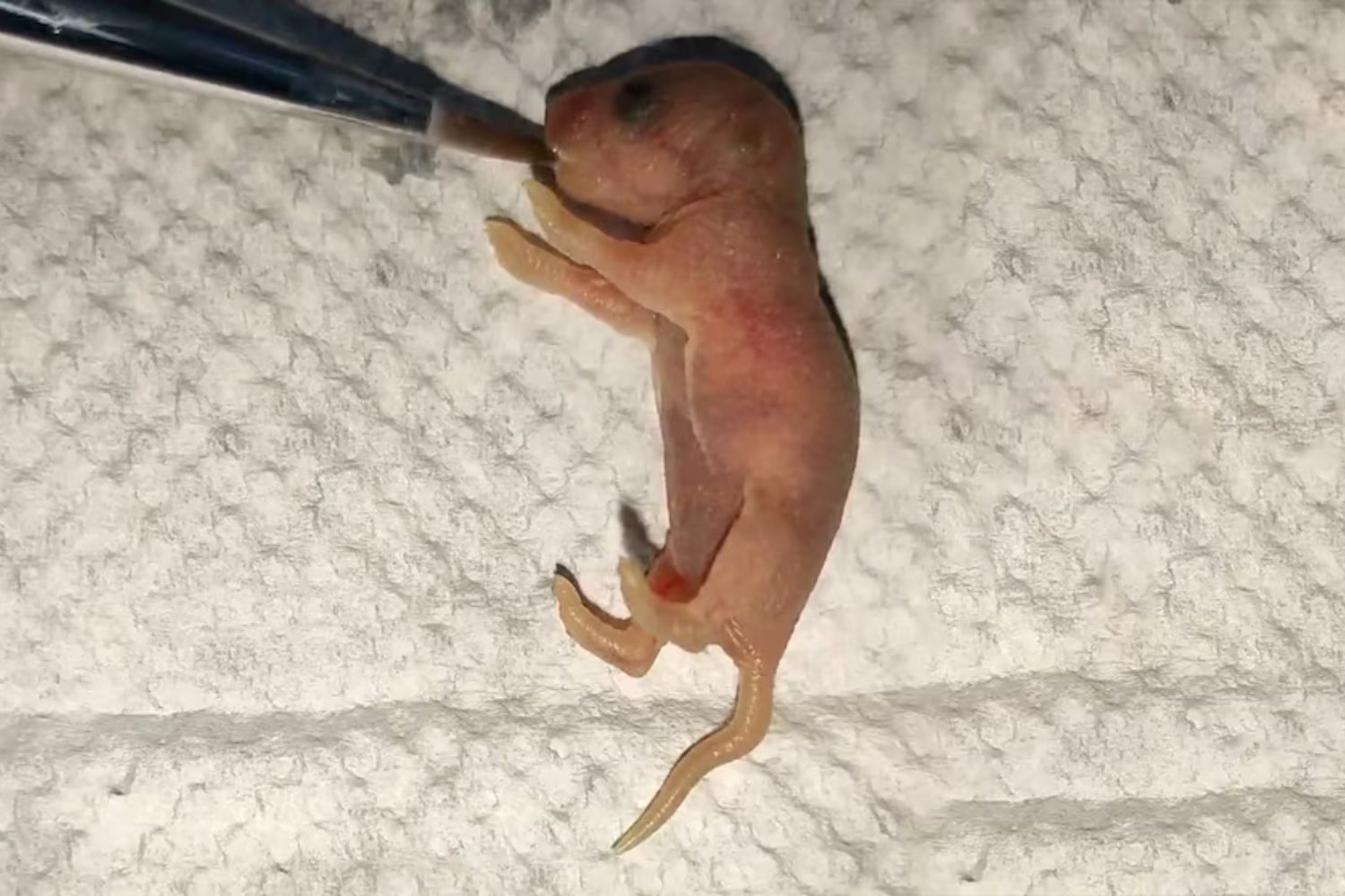 Crean un ratón con dos padres machos: un hito en la biotecnología y sus implicaciones