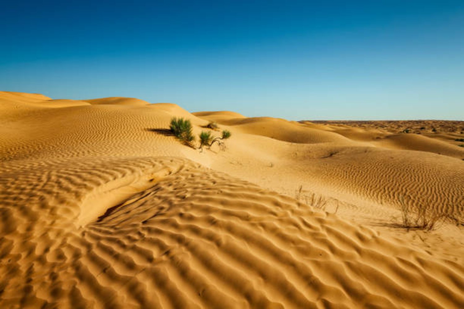 África desafía al desierto con una solución revolucionaria: la gran muralla verde