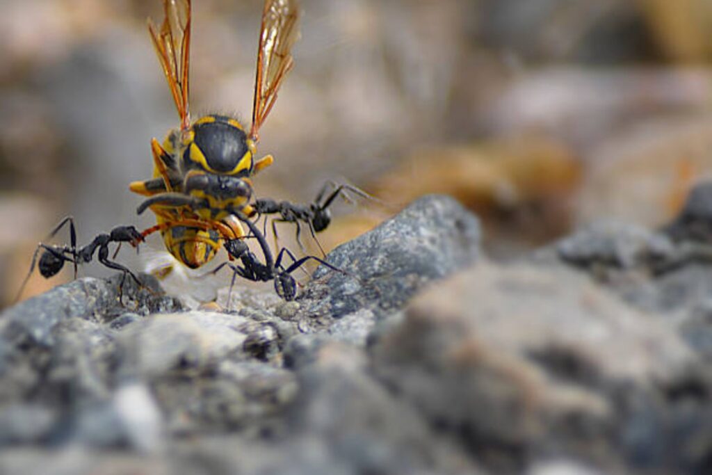 Un niño descubre un vínculo inesperado entre hormigas y avispas que sorprende a la ciencia