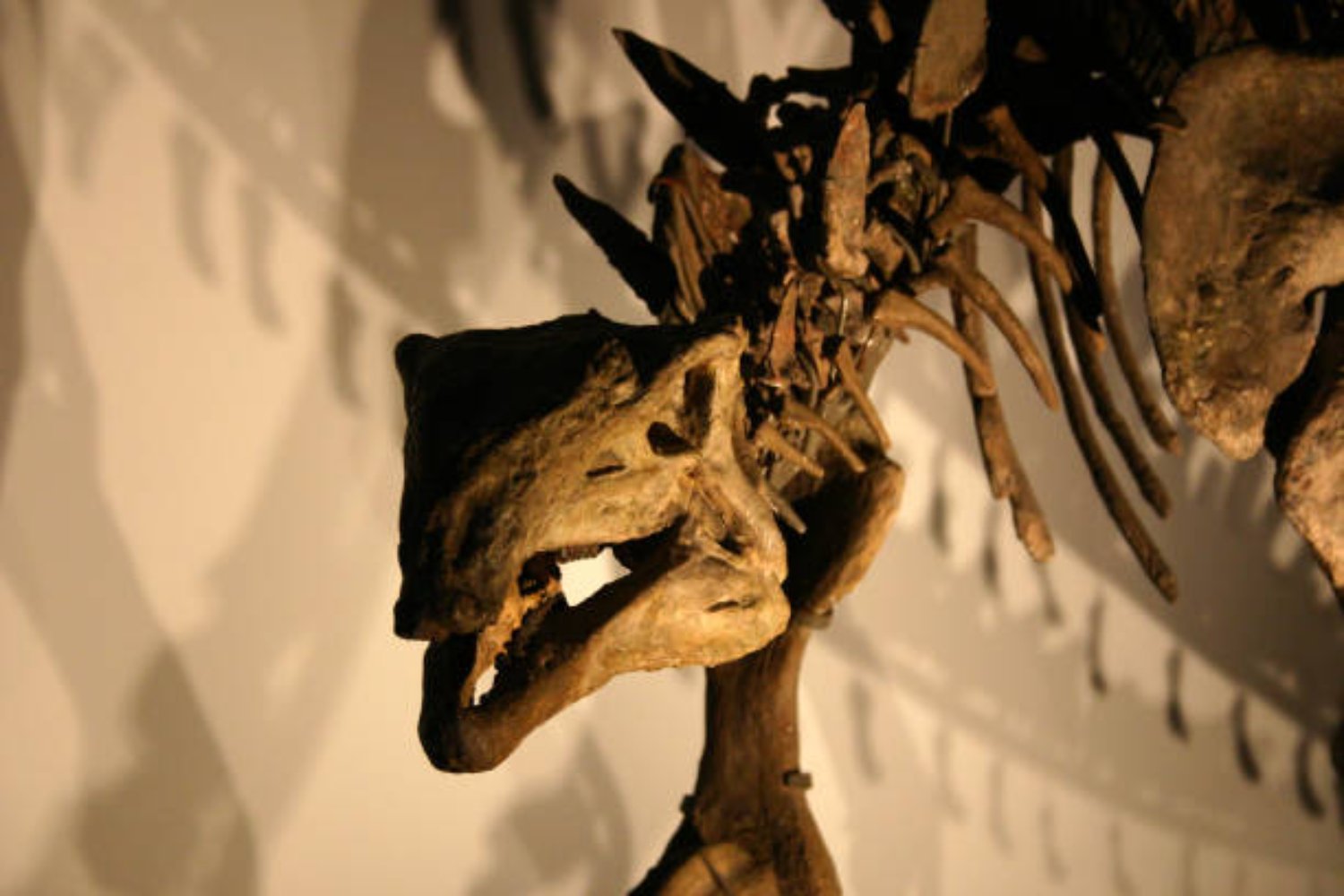 La región oculta donde podrían estar los primeros fósiles de dinosaurios