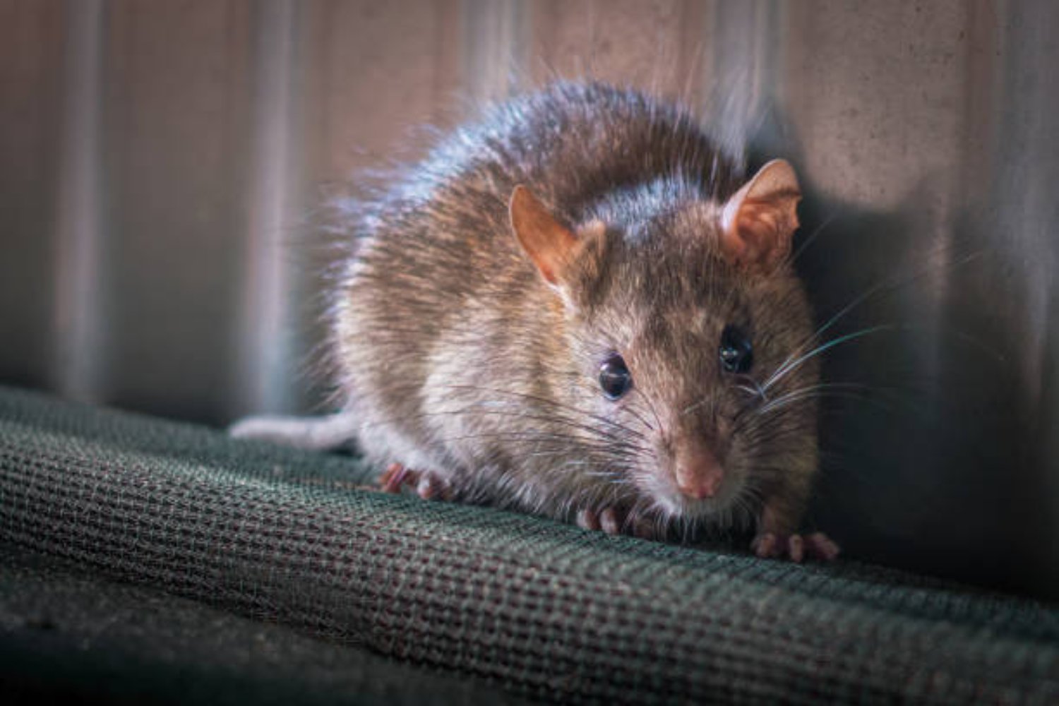 Crean un ratón con dos padres machos: un hito en la biotecnología y sus implicaciones