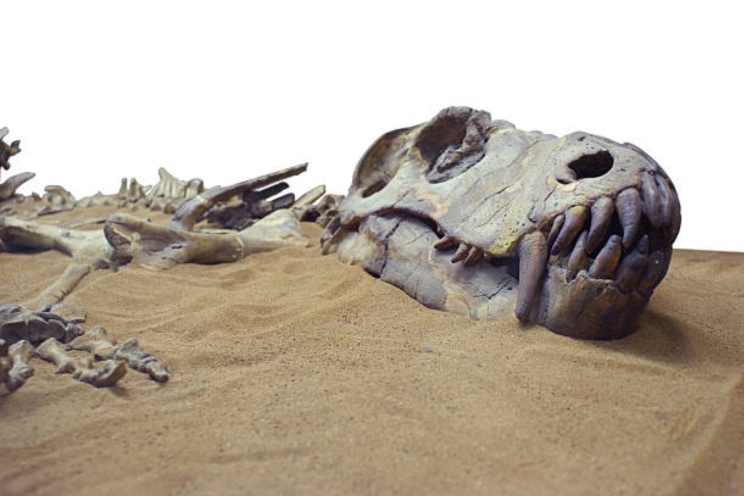 La región oculta donde podrían estar los primeros fósiles de dinosaurios