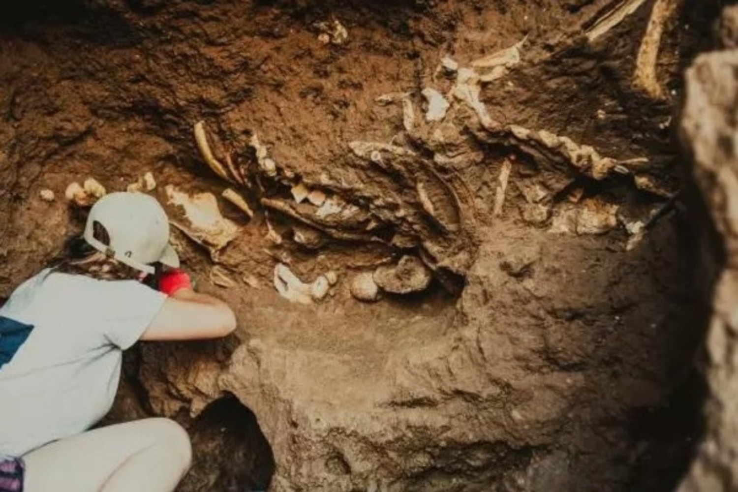 Descubren vómito fosilizado de hace 66 millones de años: un vistazo único al pasado