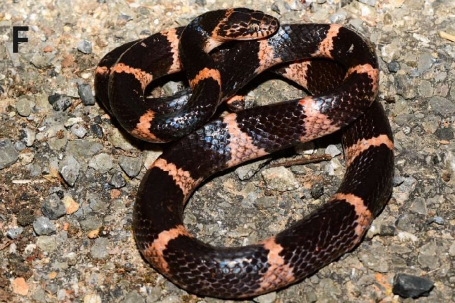Descubren una nueva especie de serpiente en los bosques ocultos de Vietnam