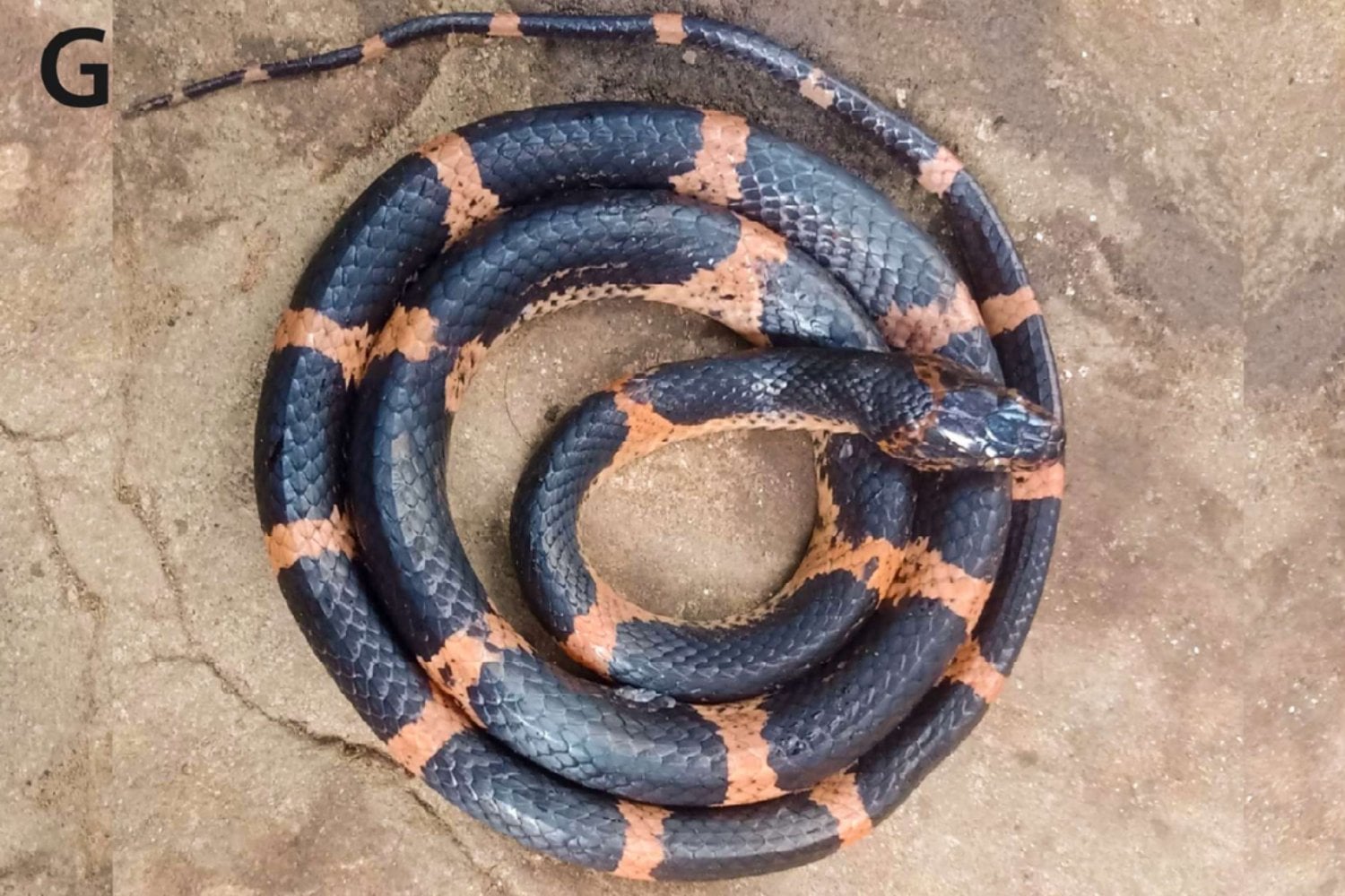 Descubren una nueva especie de serpiente en los bosques ocultos de Vietnam