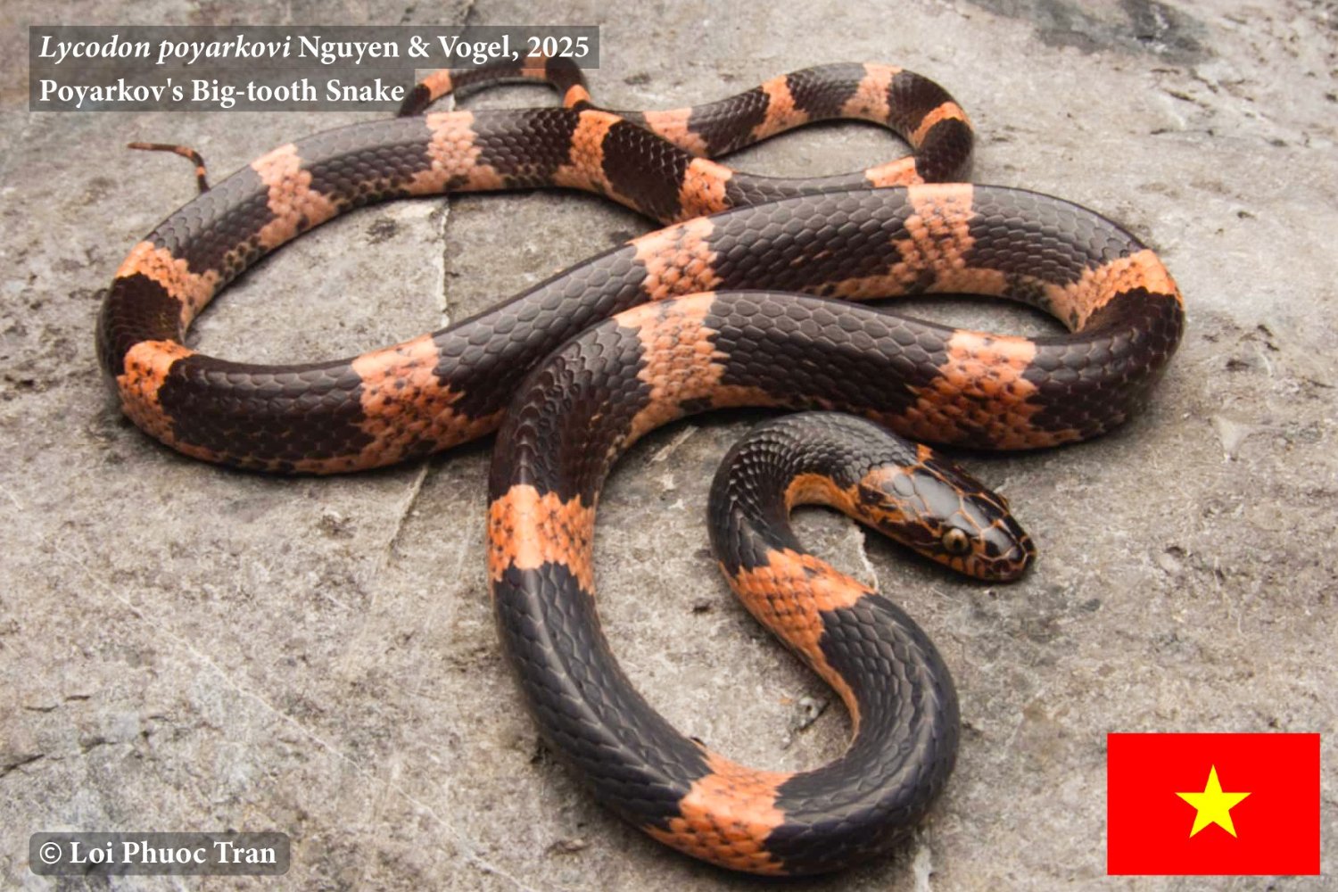 Descubren una nueva especie de serpiente en los bosques ocultos de Vietnam