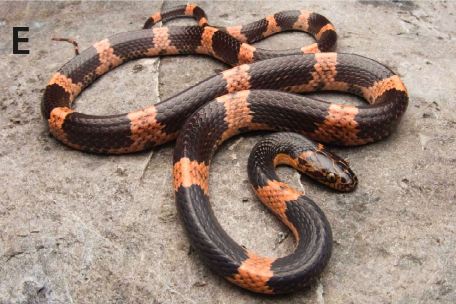 Descubren una nueva especie de serpiente en los bosques ocultos de Vietnam