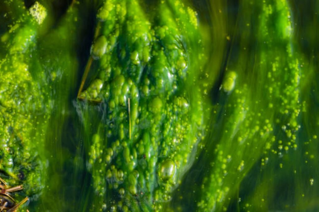 Hallan la explicación a uno de los misterios más grandes y antiguos de la naturaleza