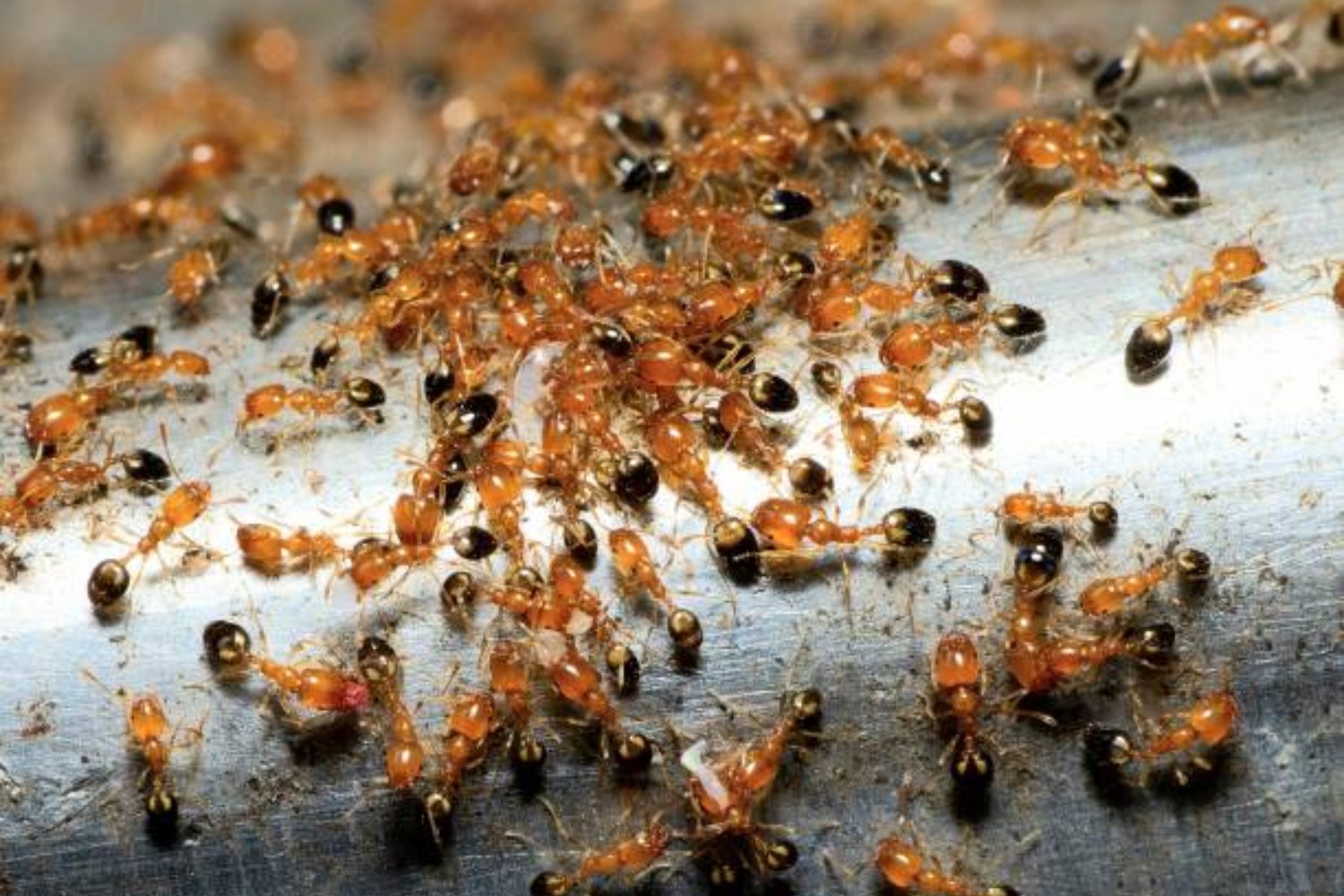 ¿Un ejército de hormigas robot? Así es la revolución tecnológica de los microrobots