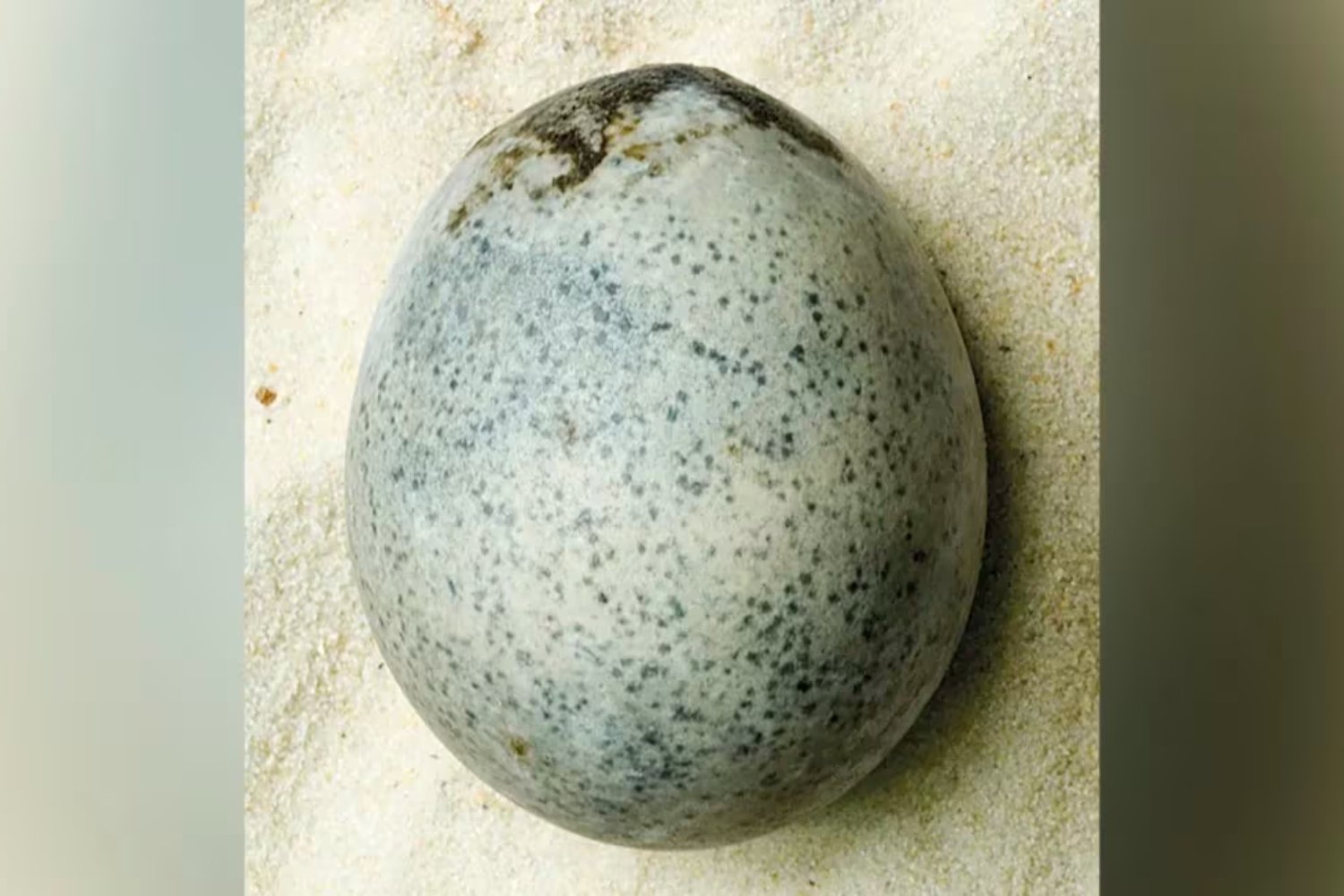 El hallazgo de un huevo romano intacto de 2.000 años sorprende a la ciencia