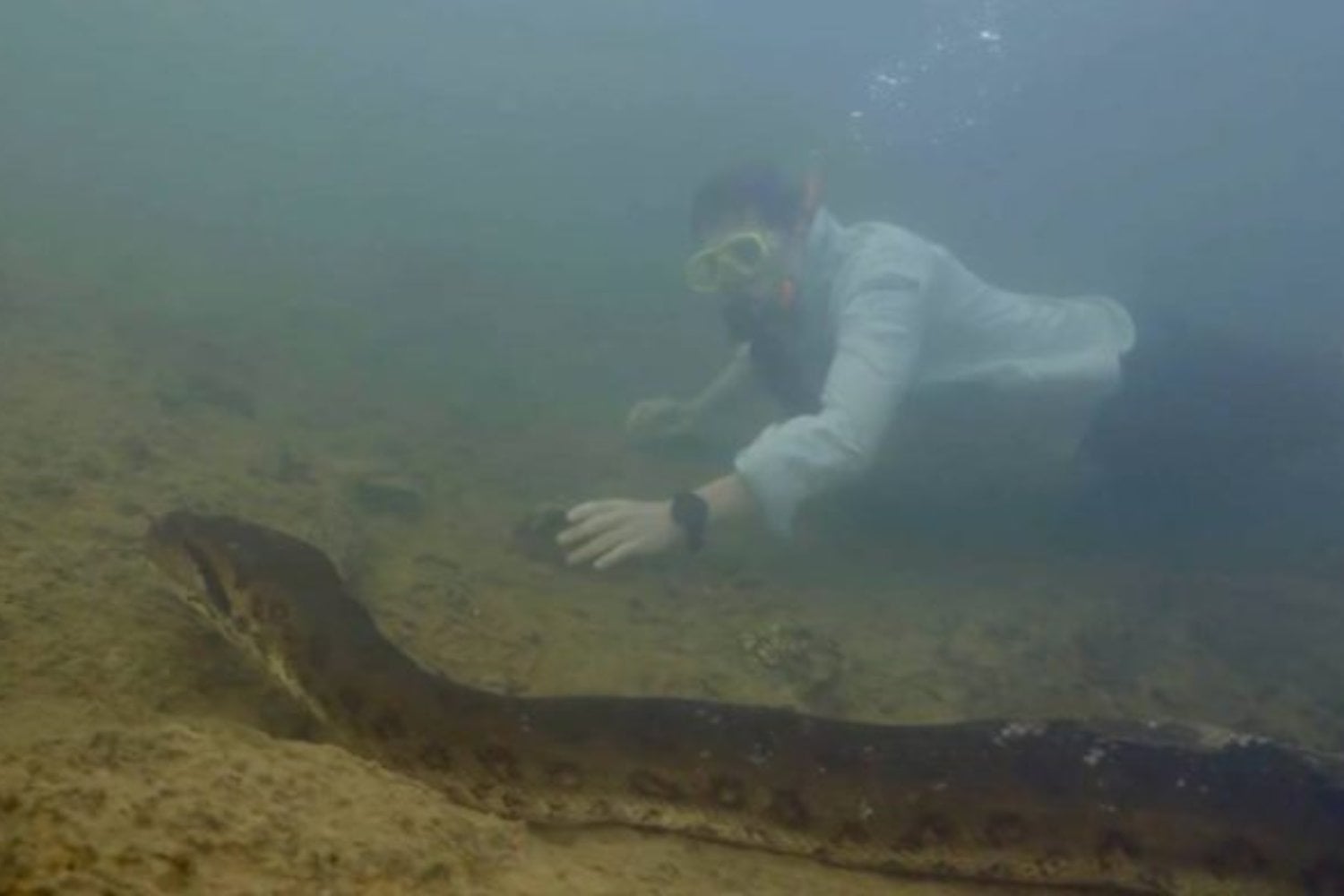 El animal colosal del Amazonas cuya historia terminó en tragedia