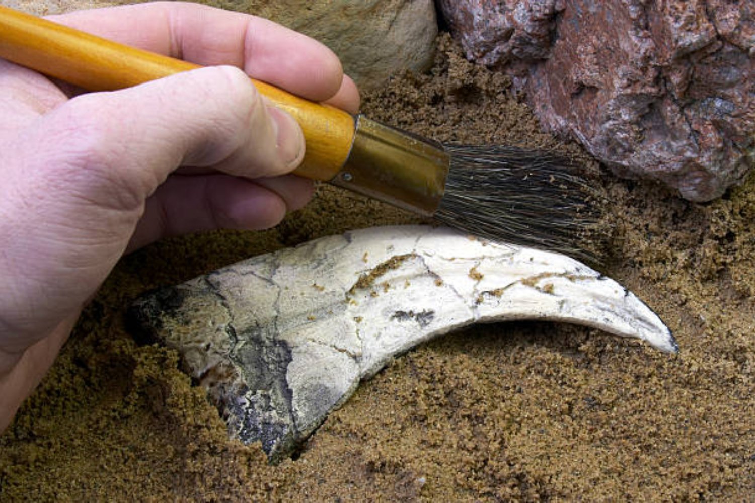 La región oculta donde podrían estar los primeros fósiles de dinosaurios
