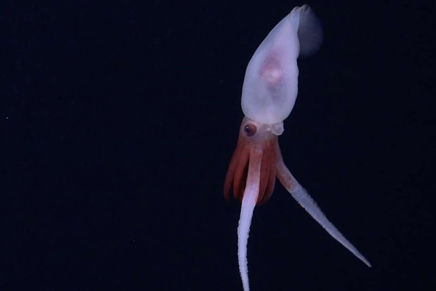 Hallazgo impresionante bajo el océano: la cordillera oculta que sorprendió a los científicos