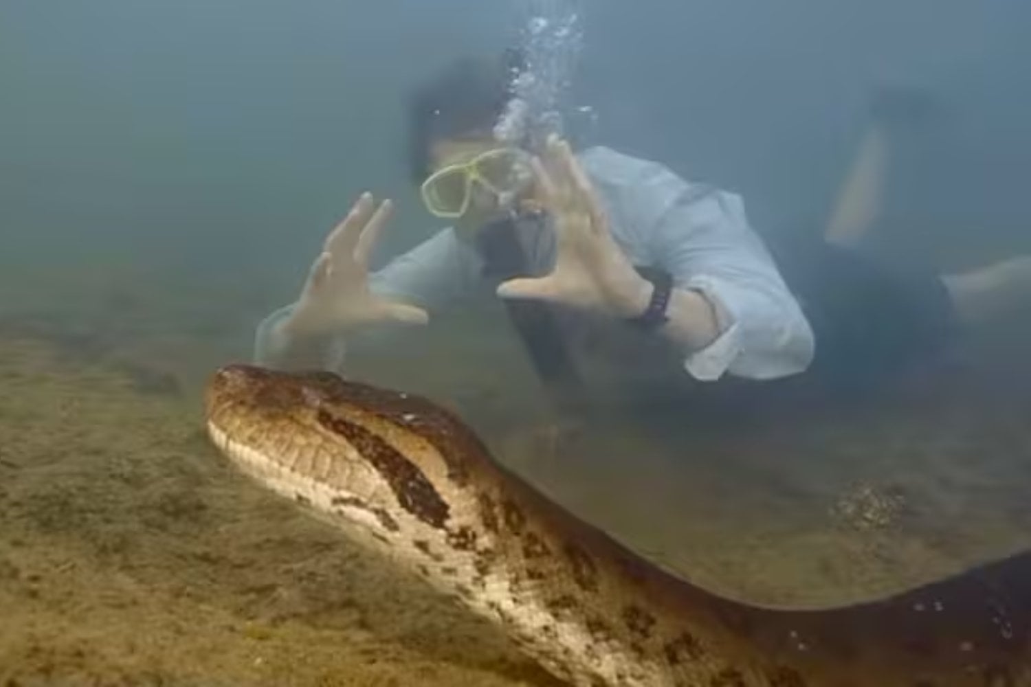 El animal colosal del Amazonas cuya historia terminó en tragedia