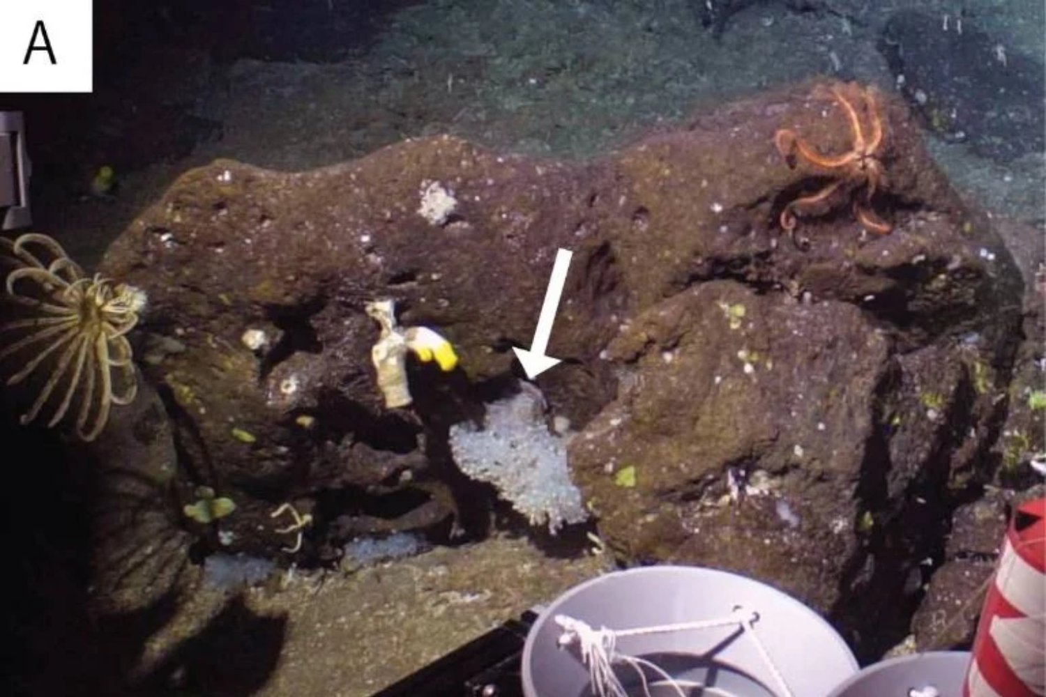 Japón revela un asombroso descubrimiento marino