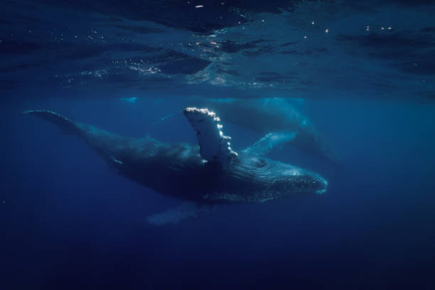 El gigante que reina los océanos: consume 16 toneladas de plancton al día