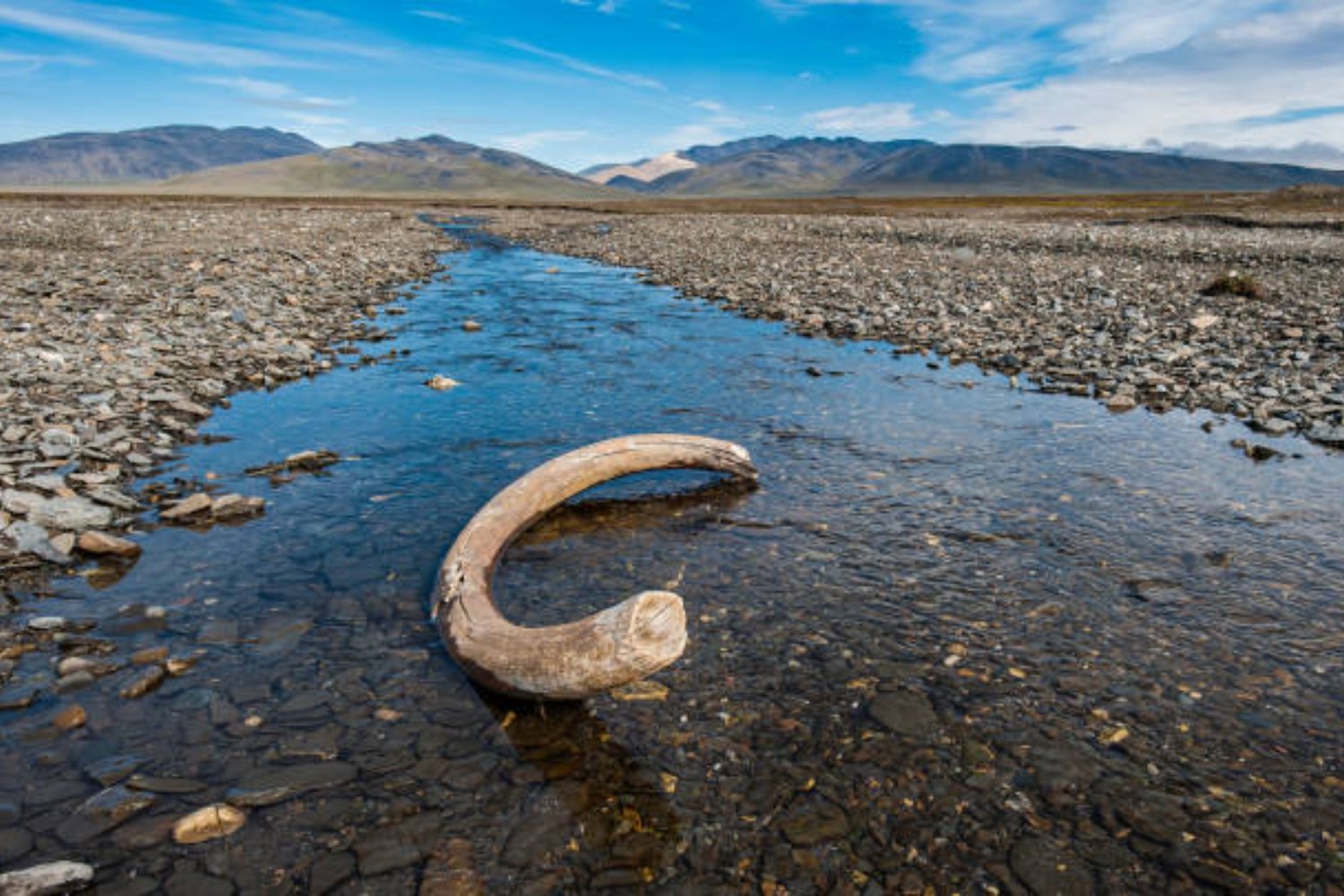 El secreto que esconde una isla ártica: el refugio final de una especie mítica como el Mamut Lanudo.