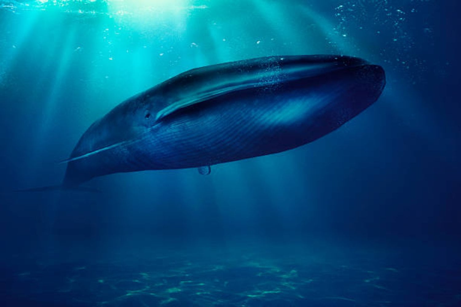 El gigante que reina los océanos: consume 16 toneladas de plancton al día