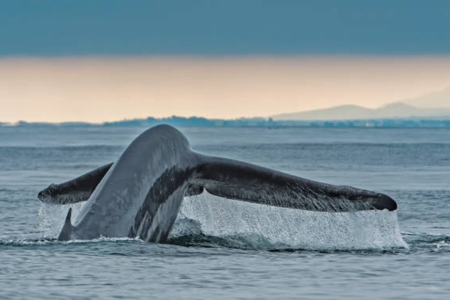 El gigante que reina los océanos: consume 16 toneladas de plancton al día