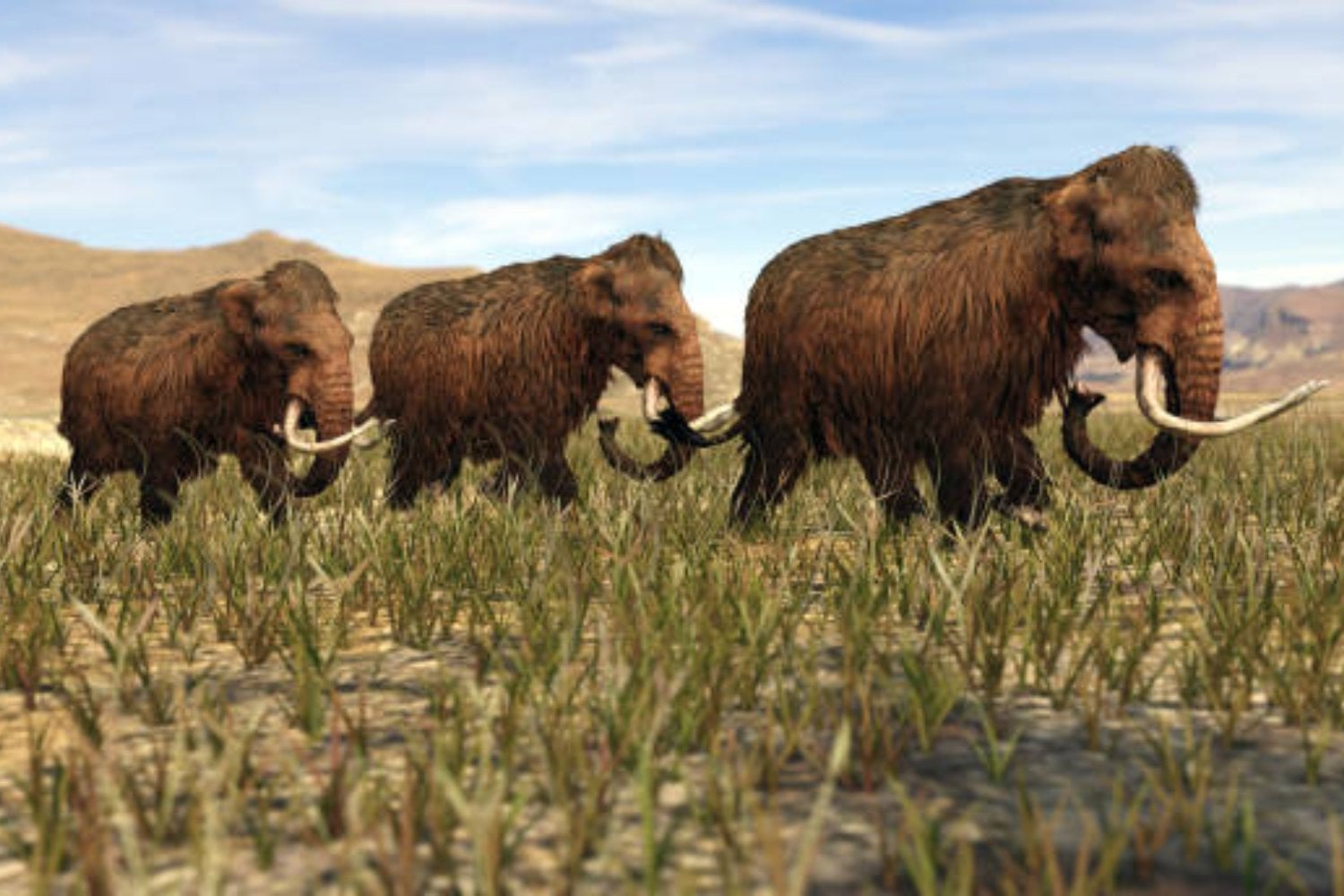 El secreto que esconde una isla ártica: el refugio final de una especie mítica como el Mamut Lanudo.