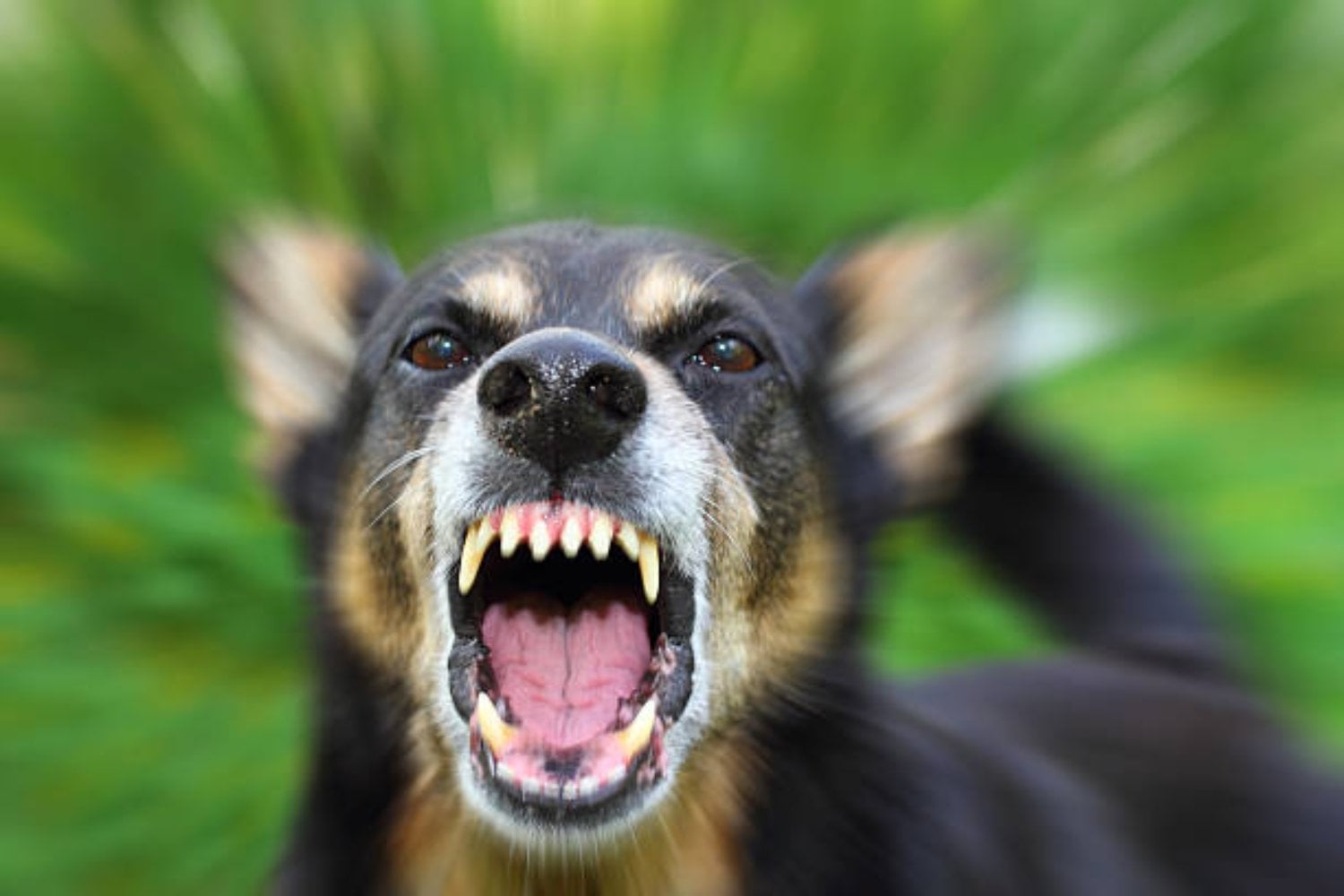 Razas de perros que estarán prohibidas en 2025: Los cambios que vienen