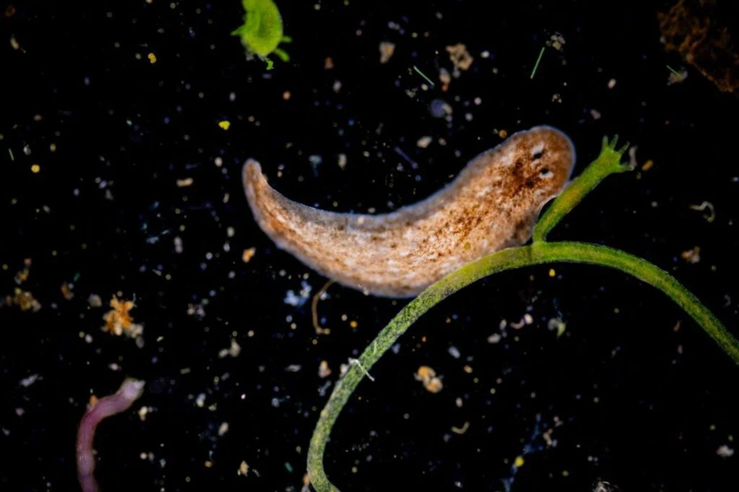 Científicos alertan sobre un depredador que amenaza los ecosistemas marinos en Europa