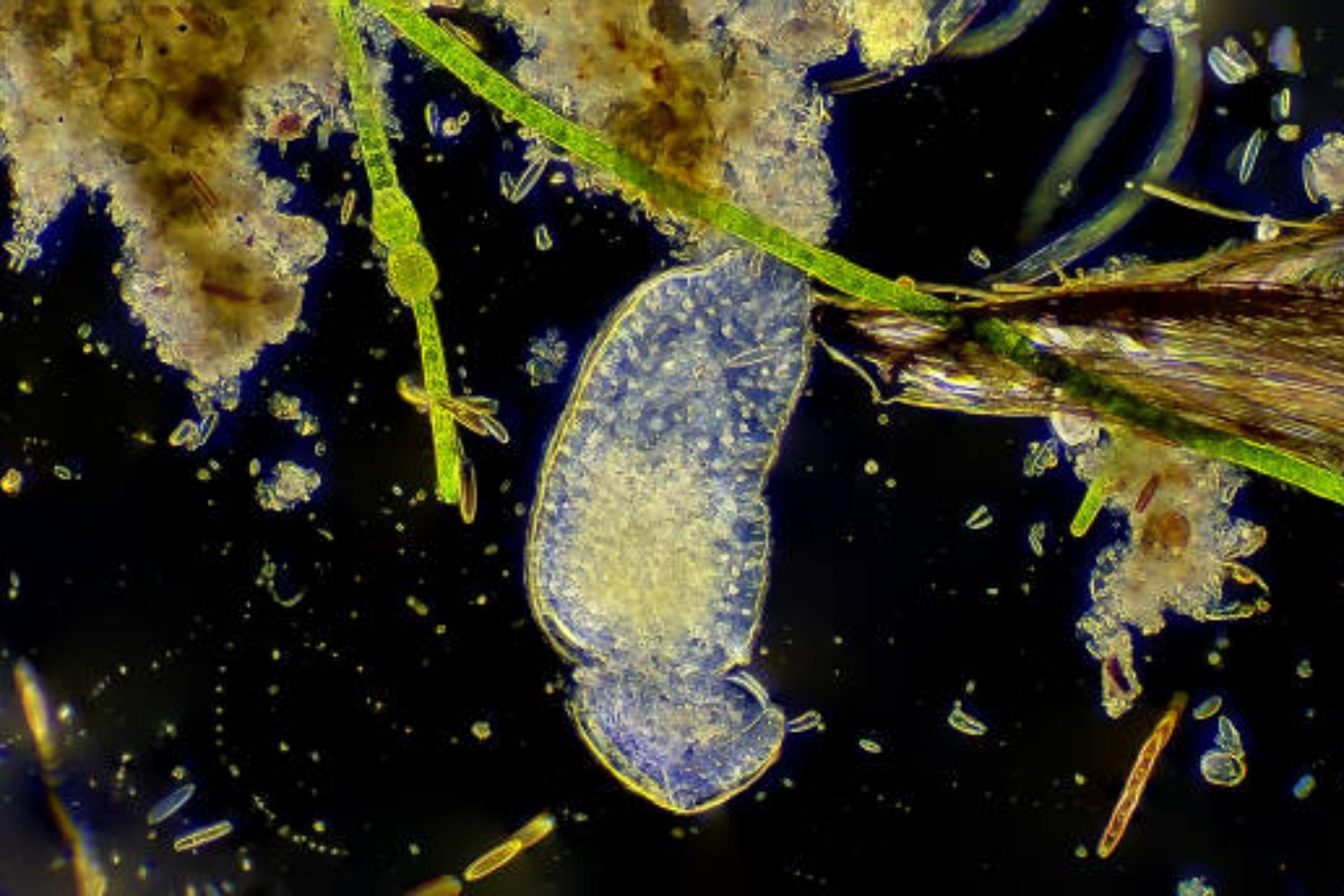 Científicos alertan sobre un depredador que amenaza los ecosistemas marinos en Europa
