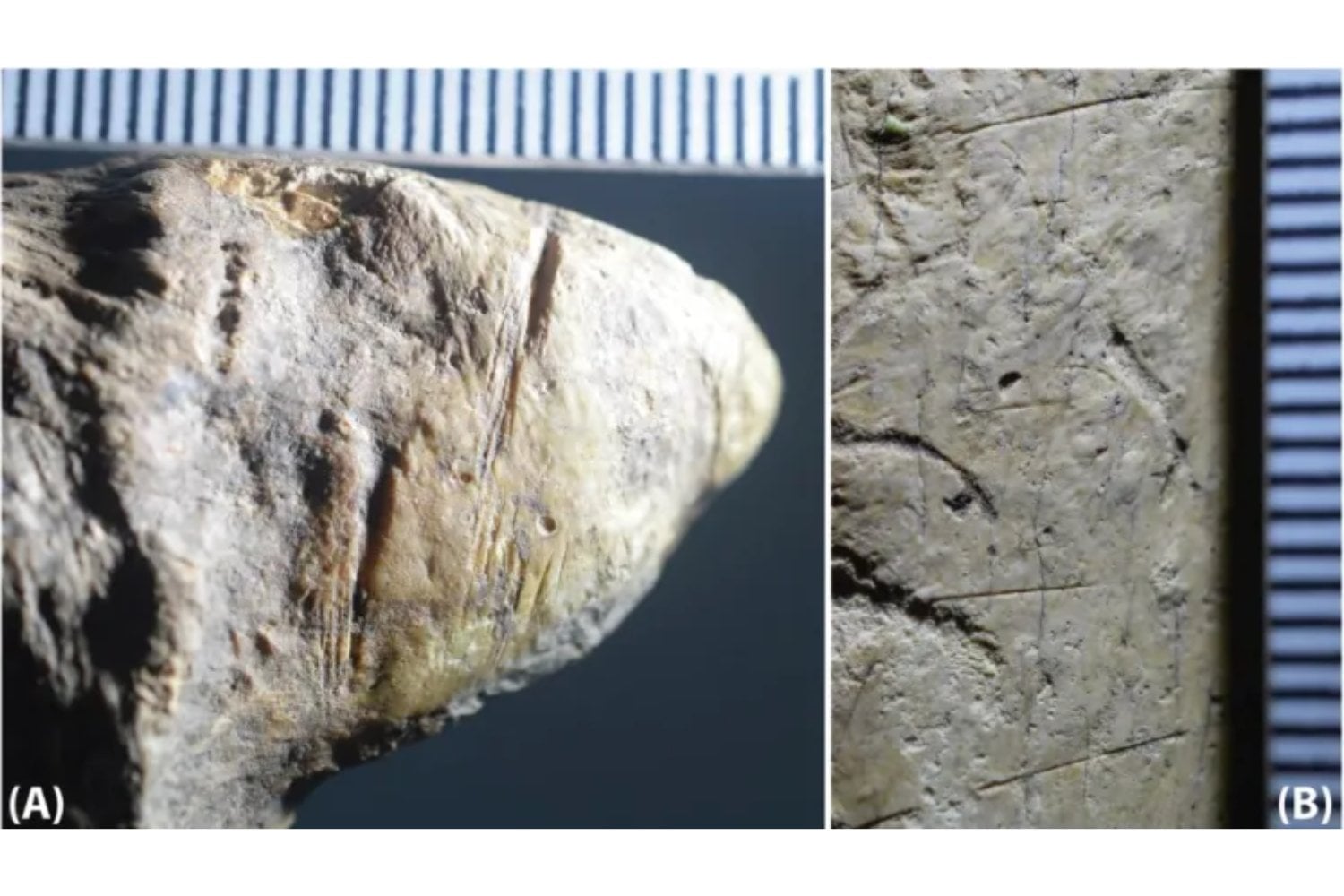 Descubrimiento en Rumanía: los ancestros humanos llegaron a Europa antes de lo que se creía