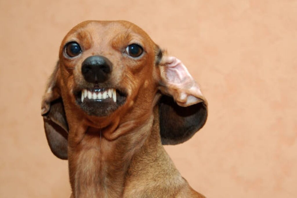 ¿Los animales sienten injusticia? Un análisis renueva el debate