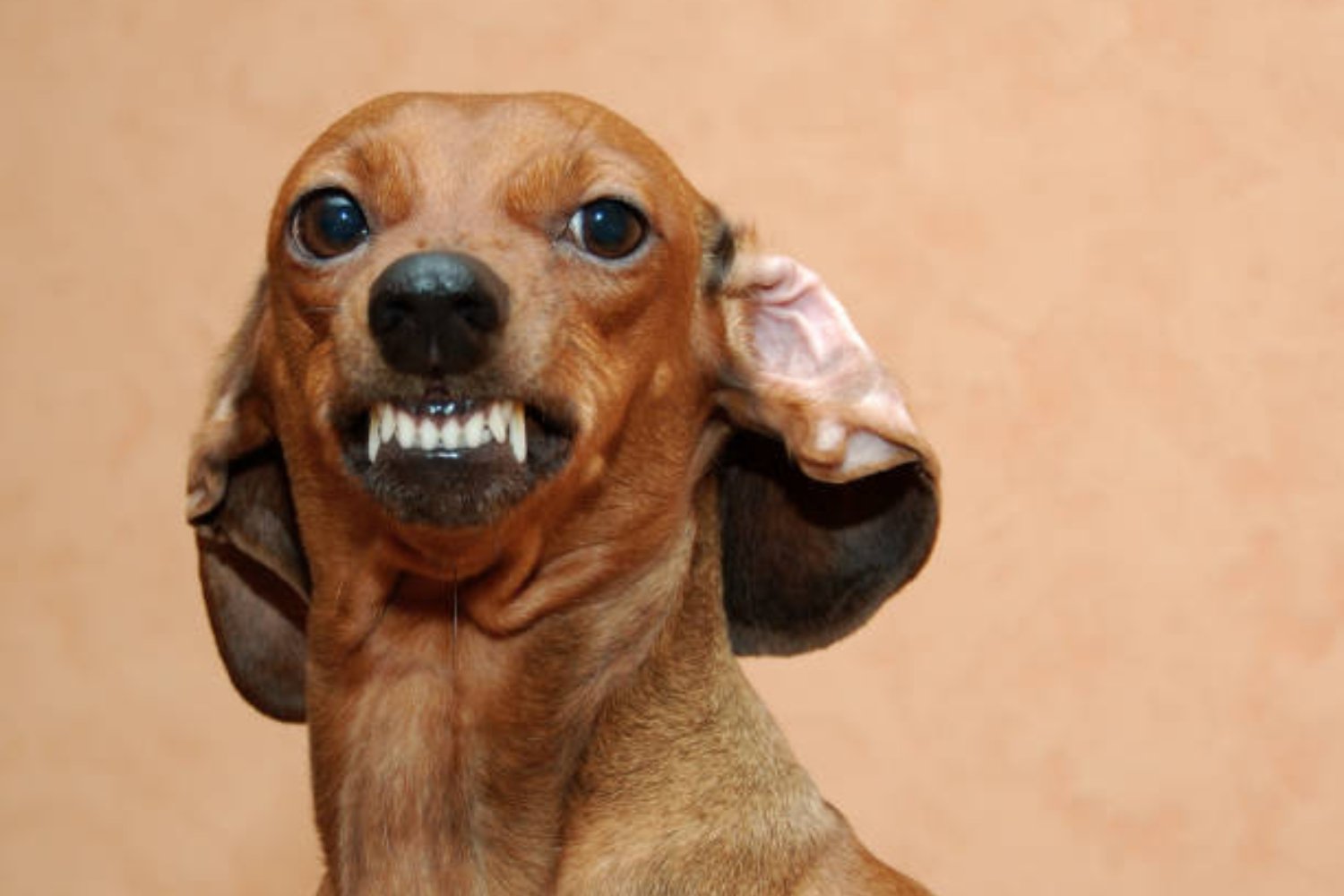 ¿Los animales sienten injusticia? Un análisis renueva el debate