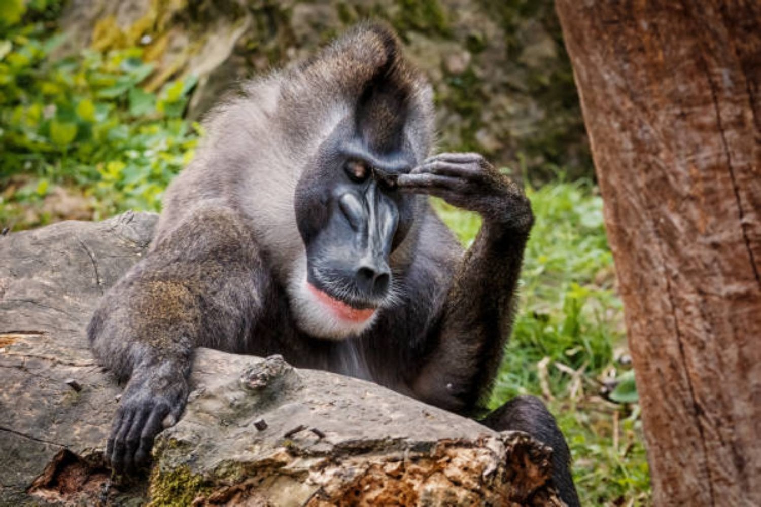 ¿Los animales sienten injusticia? Un análisis renueva el debate