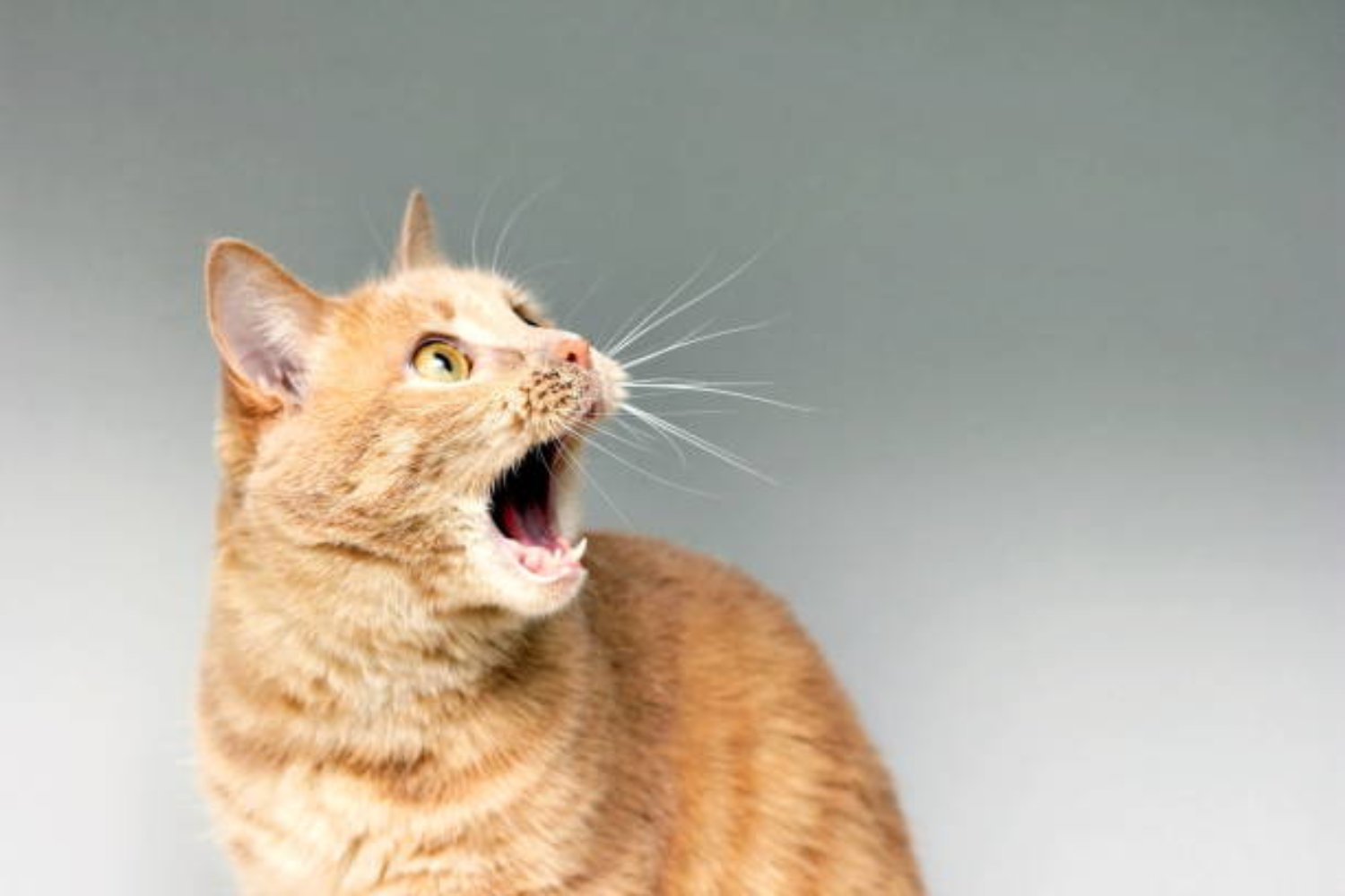 ¿Los animales sienten injusticia? Un análisis renueva el debate