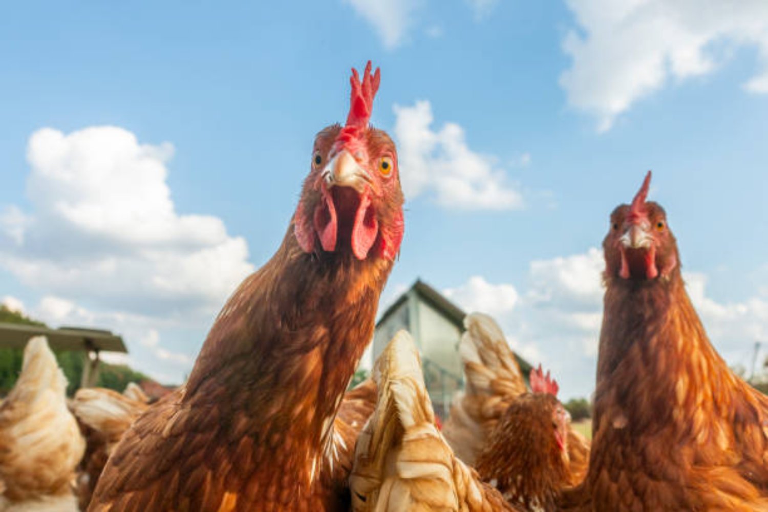 La bomba nuclear más extraña de la historia: Reino Unido y su plan con gallinas