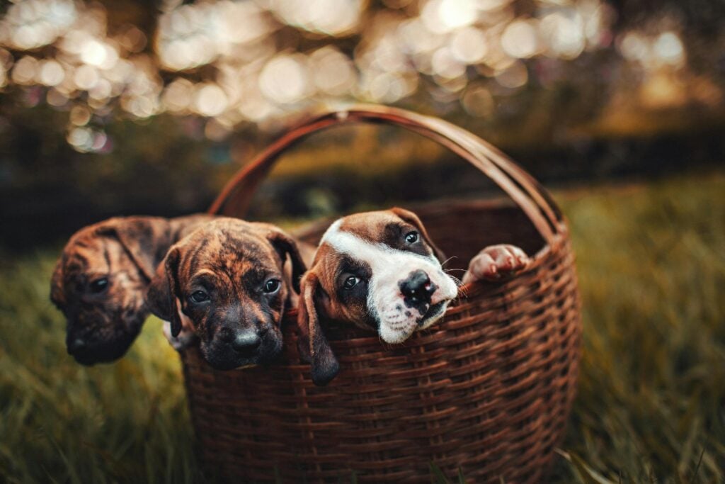 Tres Razas Favoritas De Perro