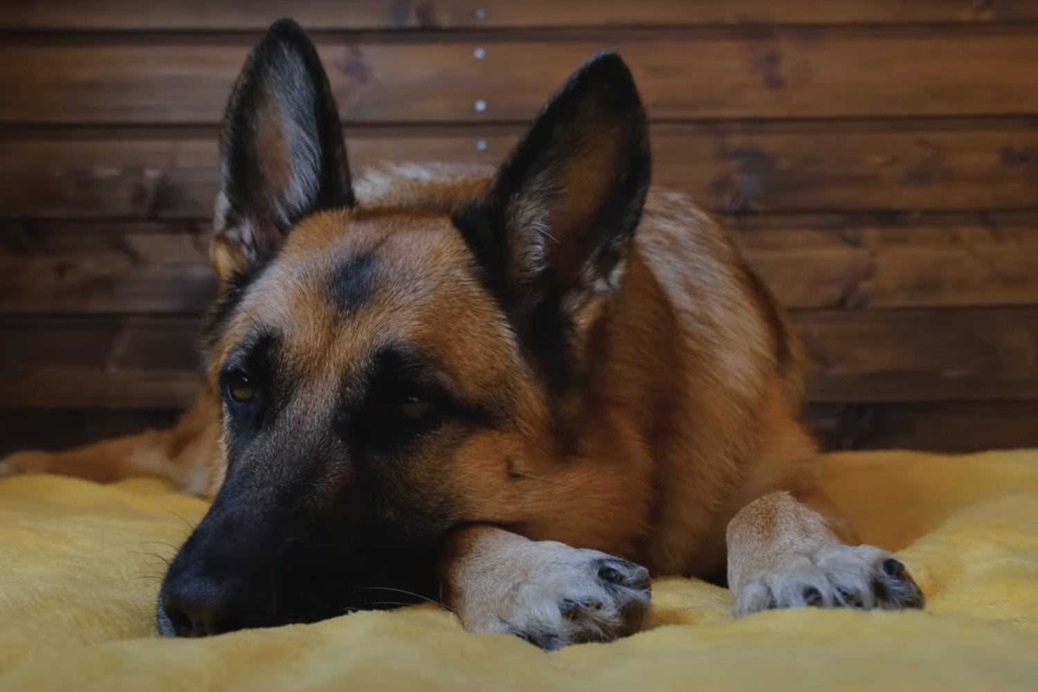 Tres Razas Favoritas De Perro