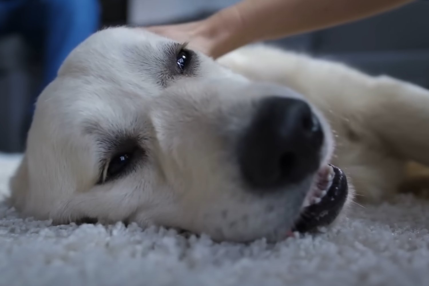 Tres Razas Favoritas De Perro