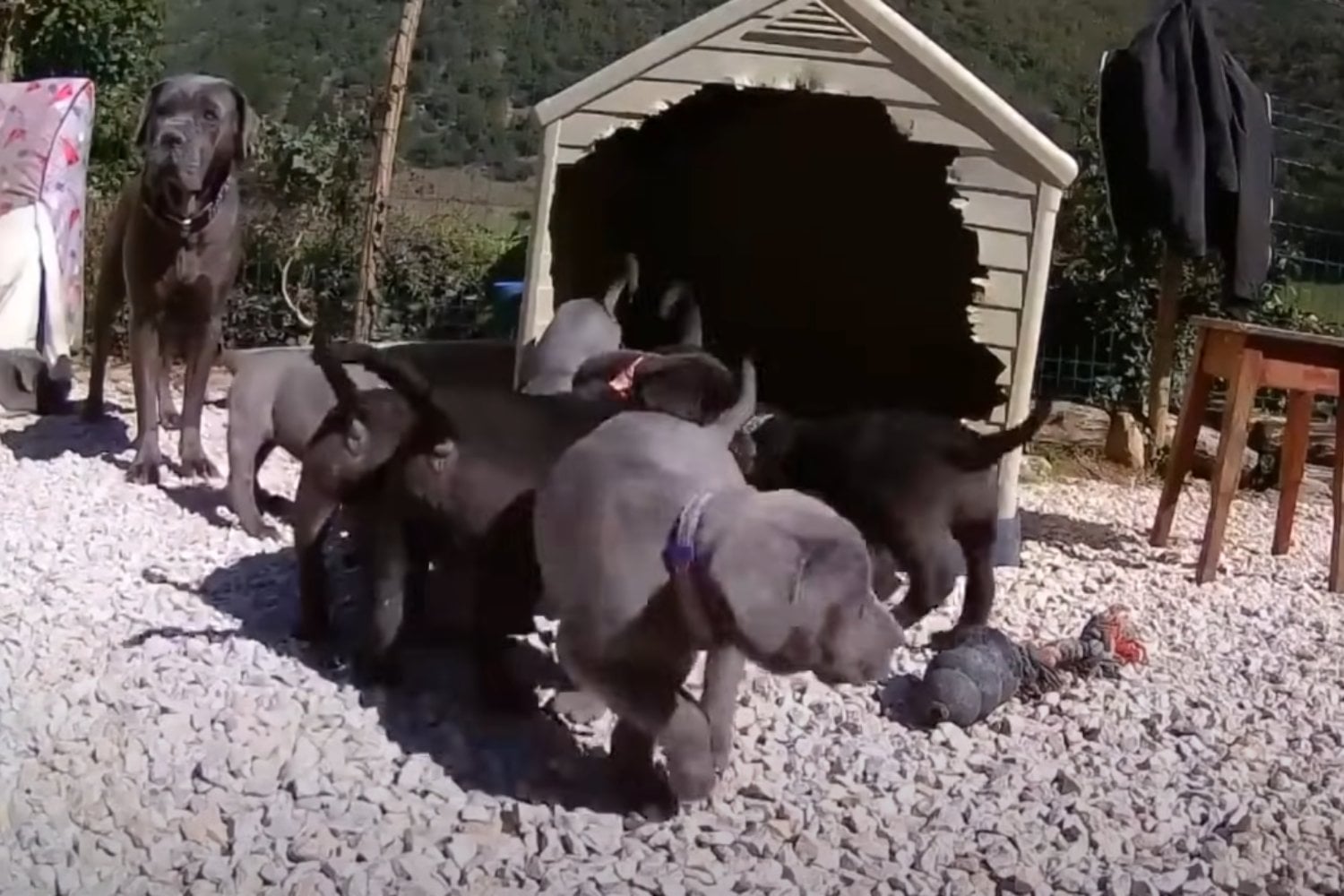 Tres Razas Favoritas De Perro