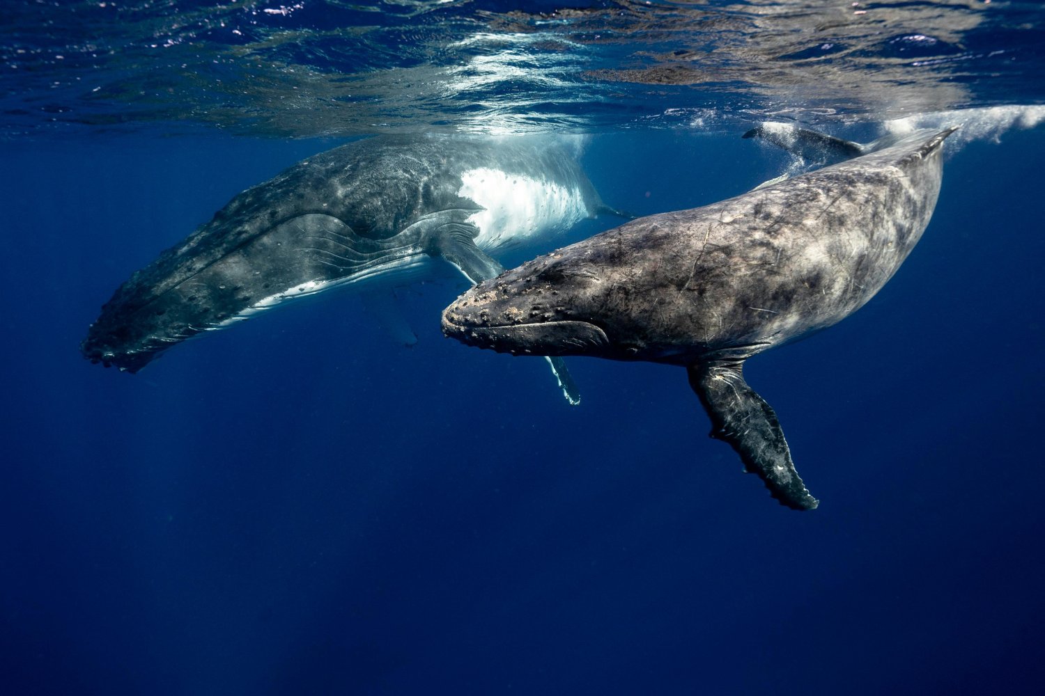 Longevidad De Las Ballenas