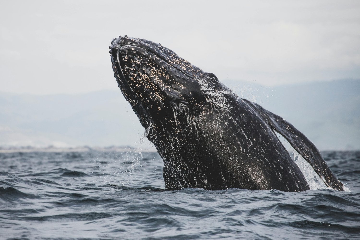 Longevidad De Las Ballenas