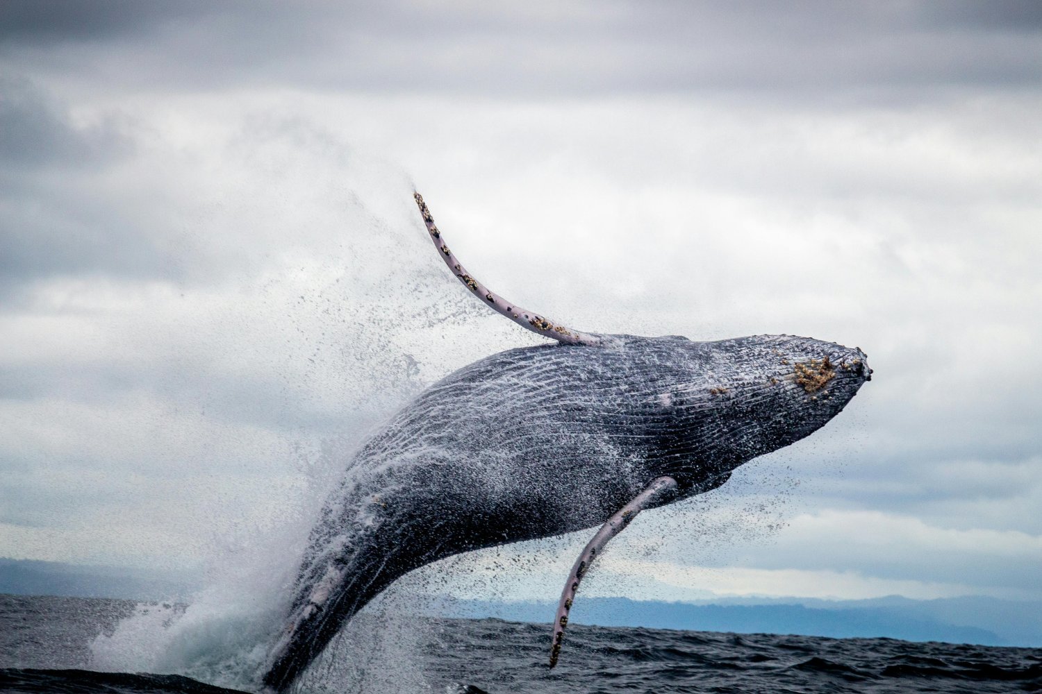 Longevidad De Las Ballenas